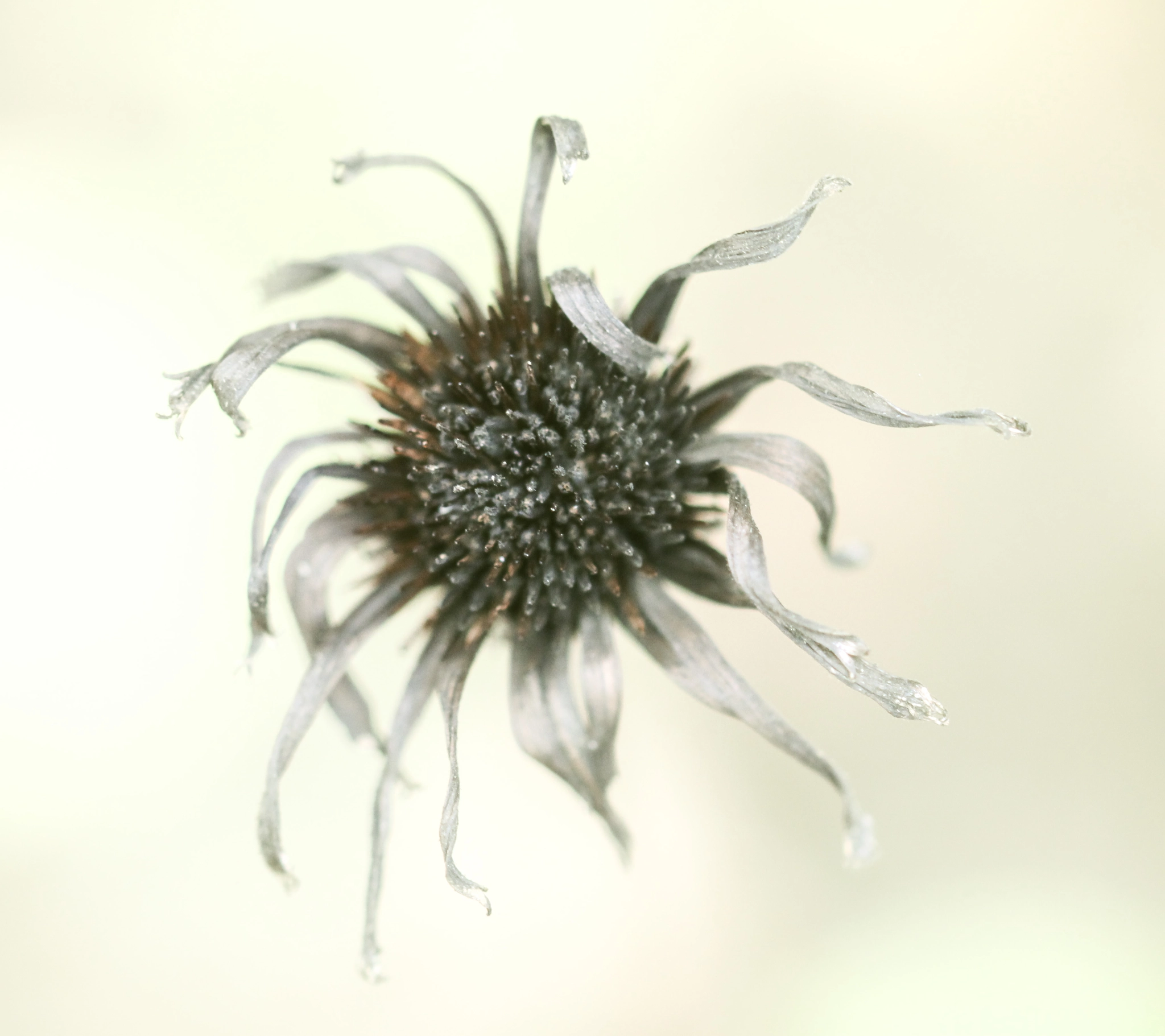 Sigma 105mm F2.8 EX DG OS HSM sample photo. Senescence photography