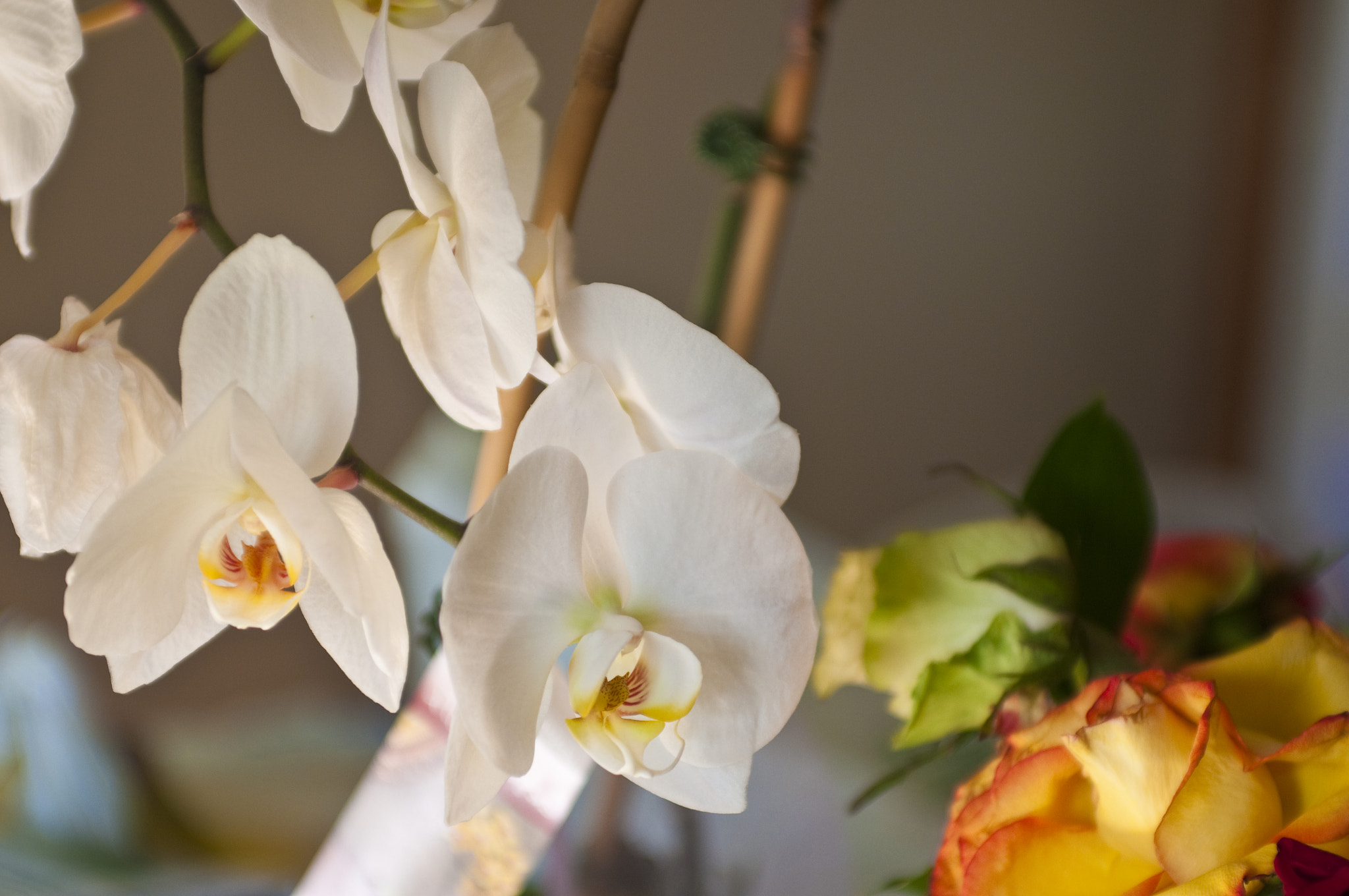 Nikon D300S + AF Zoom-Nikkor 35-70mm f/2.8D sample photo. Orchads photography