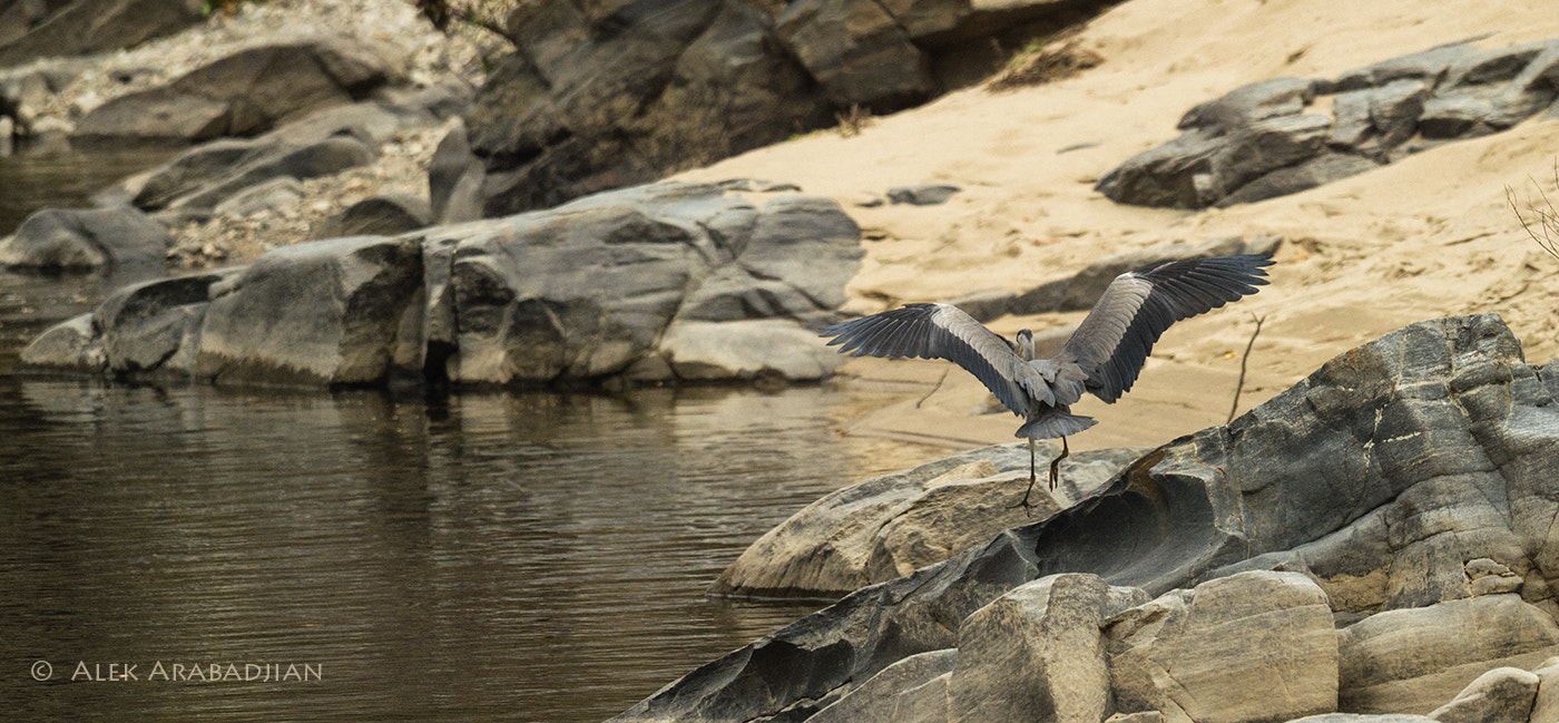 Nikon D4S + Sigma 24-60mm F2.8 EX DG sample photo. Rock landing photography