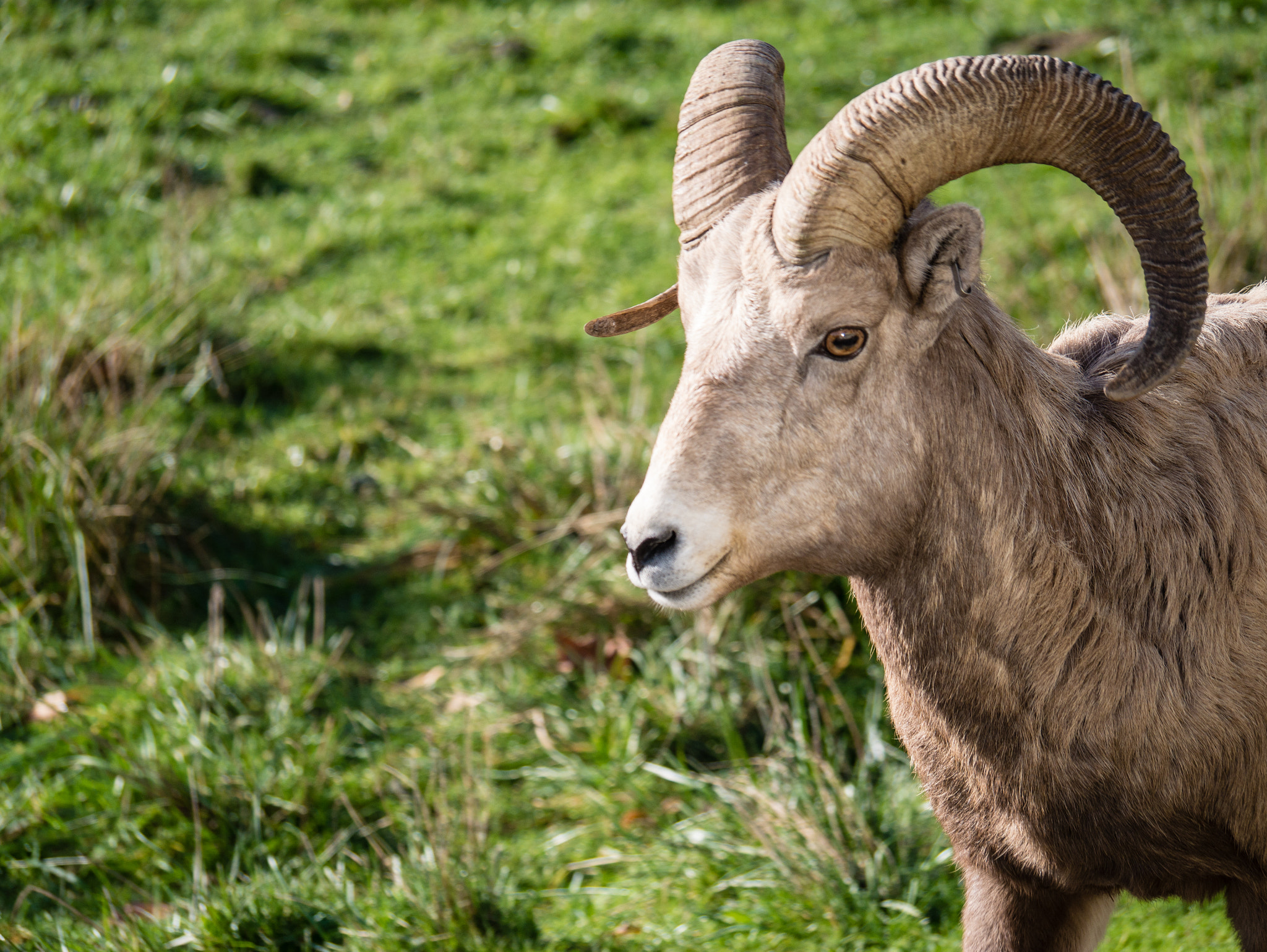 Panasonic Lumix DMC-GX7 sample photo. Big horn goat photography