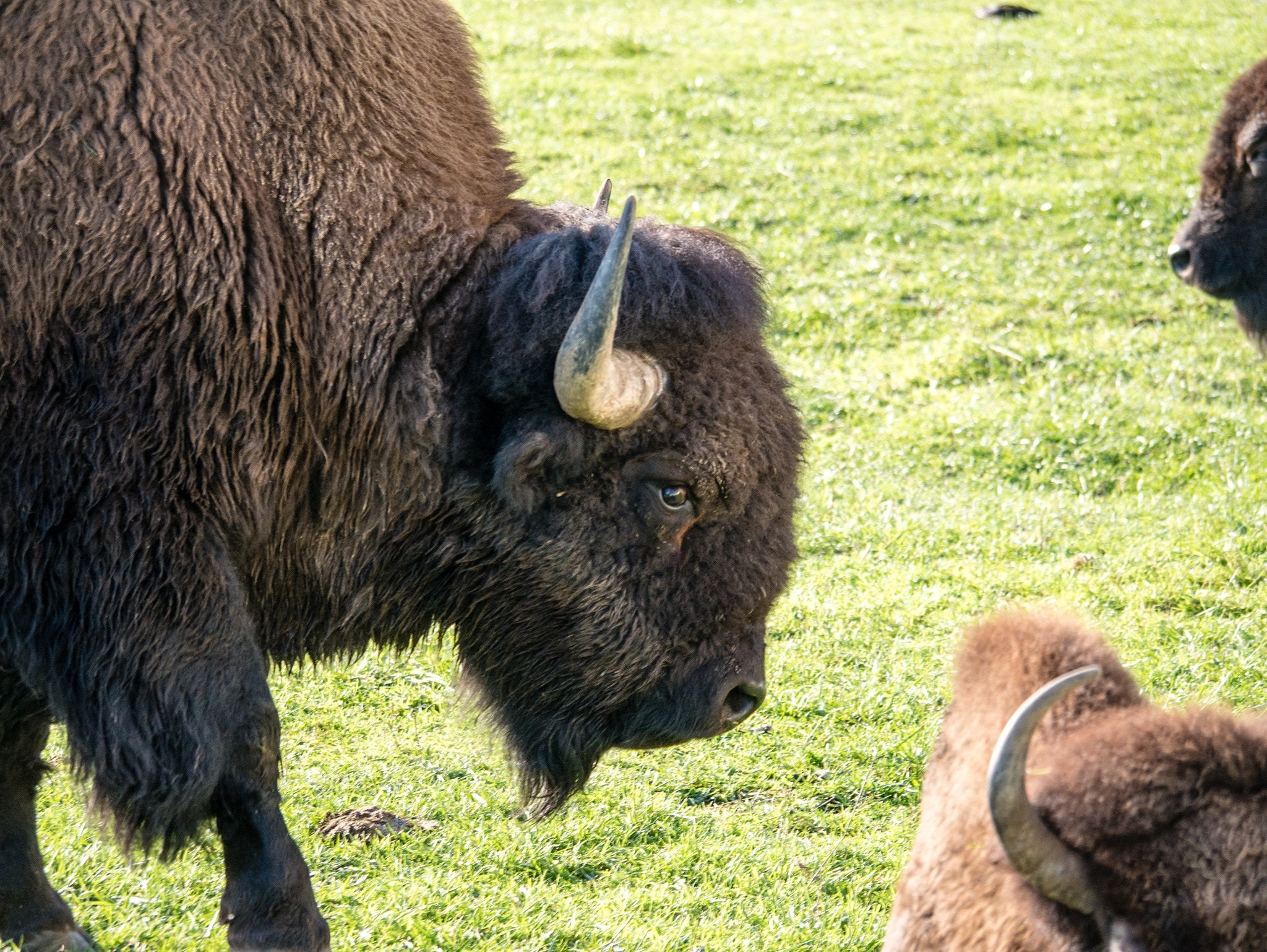 Panasonic Lumix DMC-GX7 sample photo. American bison photography
