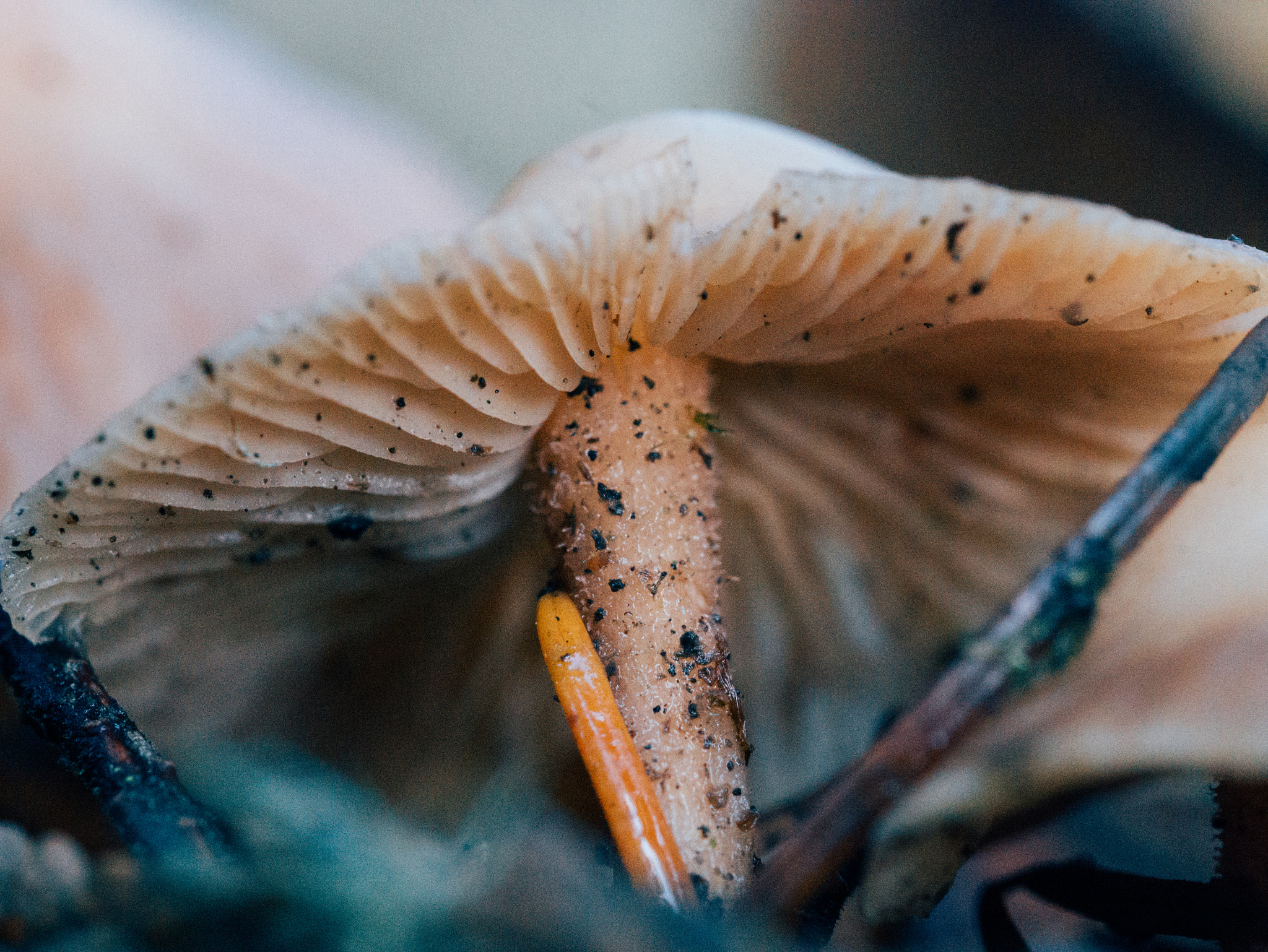 Olympus M.Zuiko Digital ED 60mm F2.8 Macro sample photo. Mushroom photography