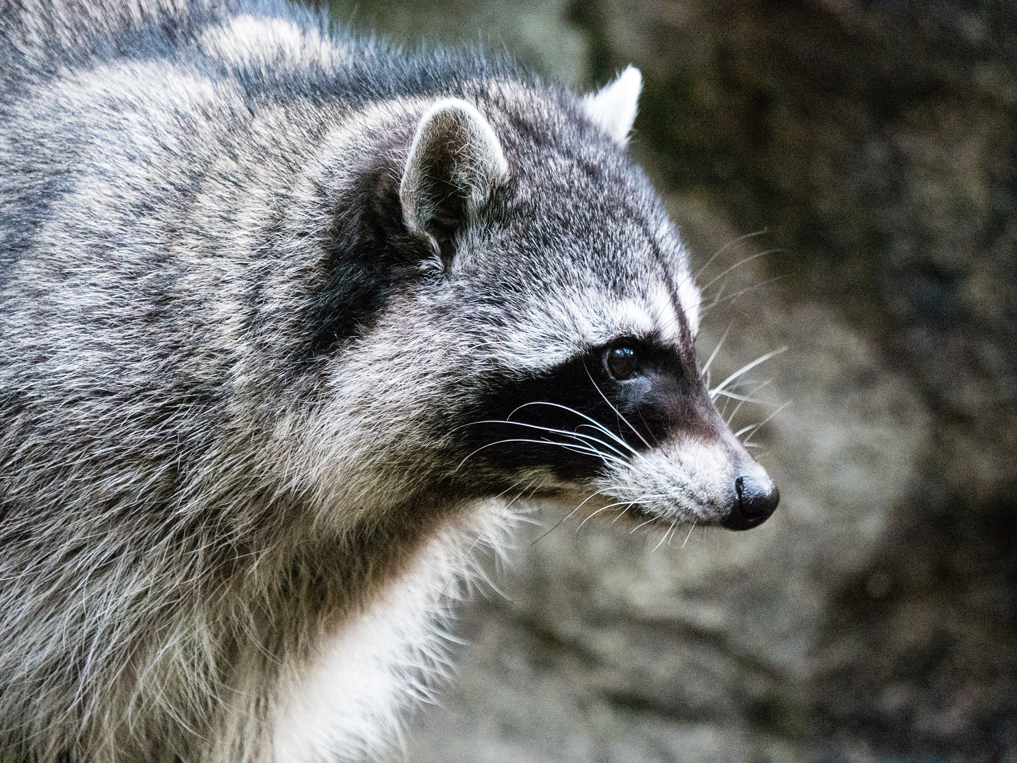 Panasonic Lumix DMC-GX7 sample photo. Trash panda photography