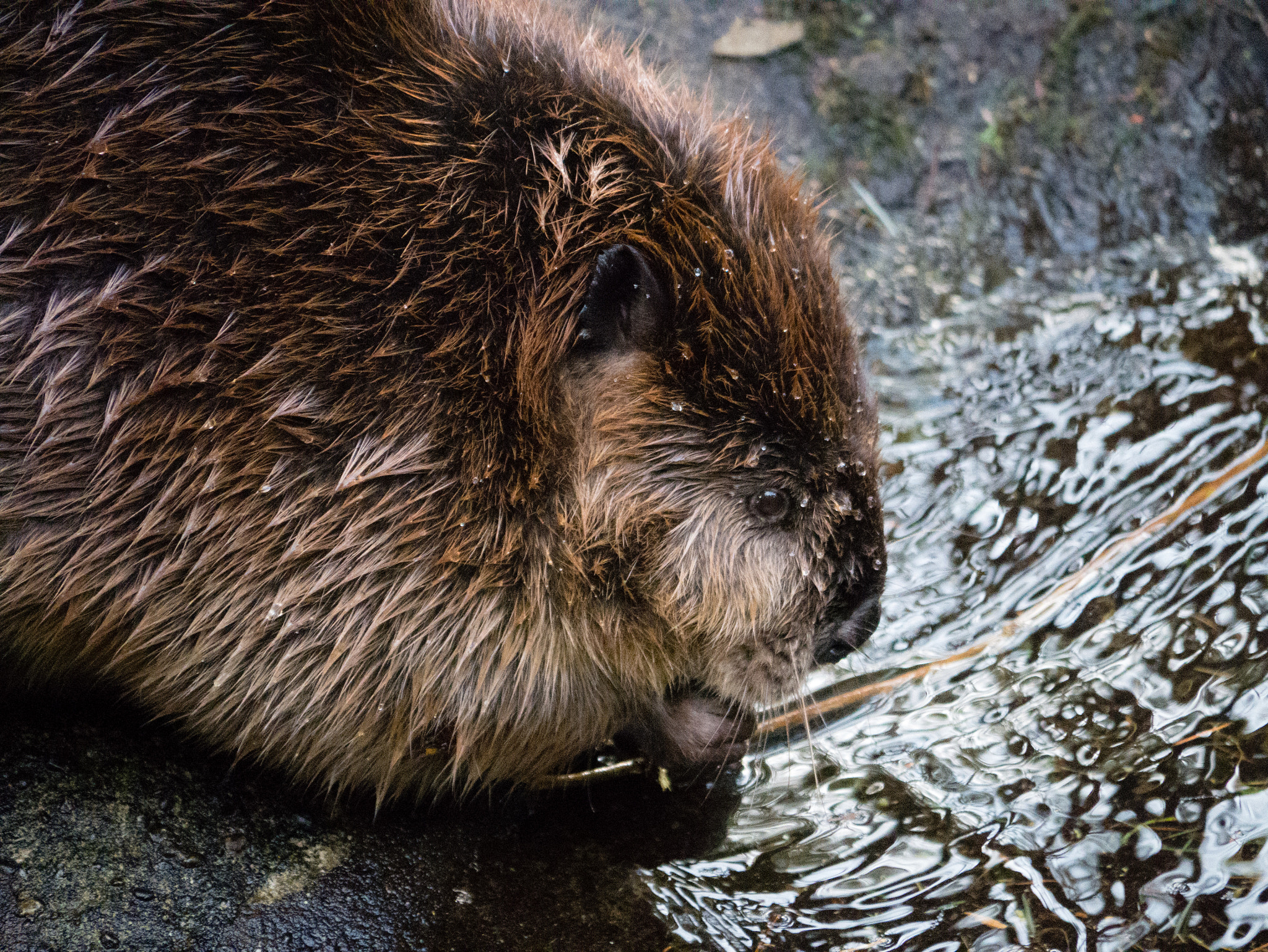 Panasonic Lumix DMC-GX7 sample photo. Beaver photography
