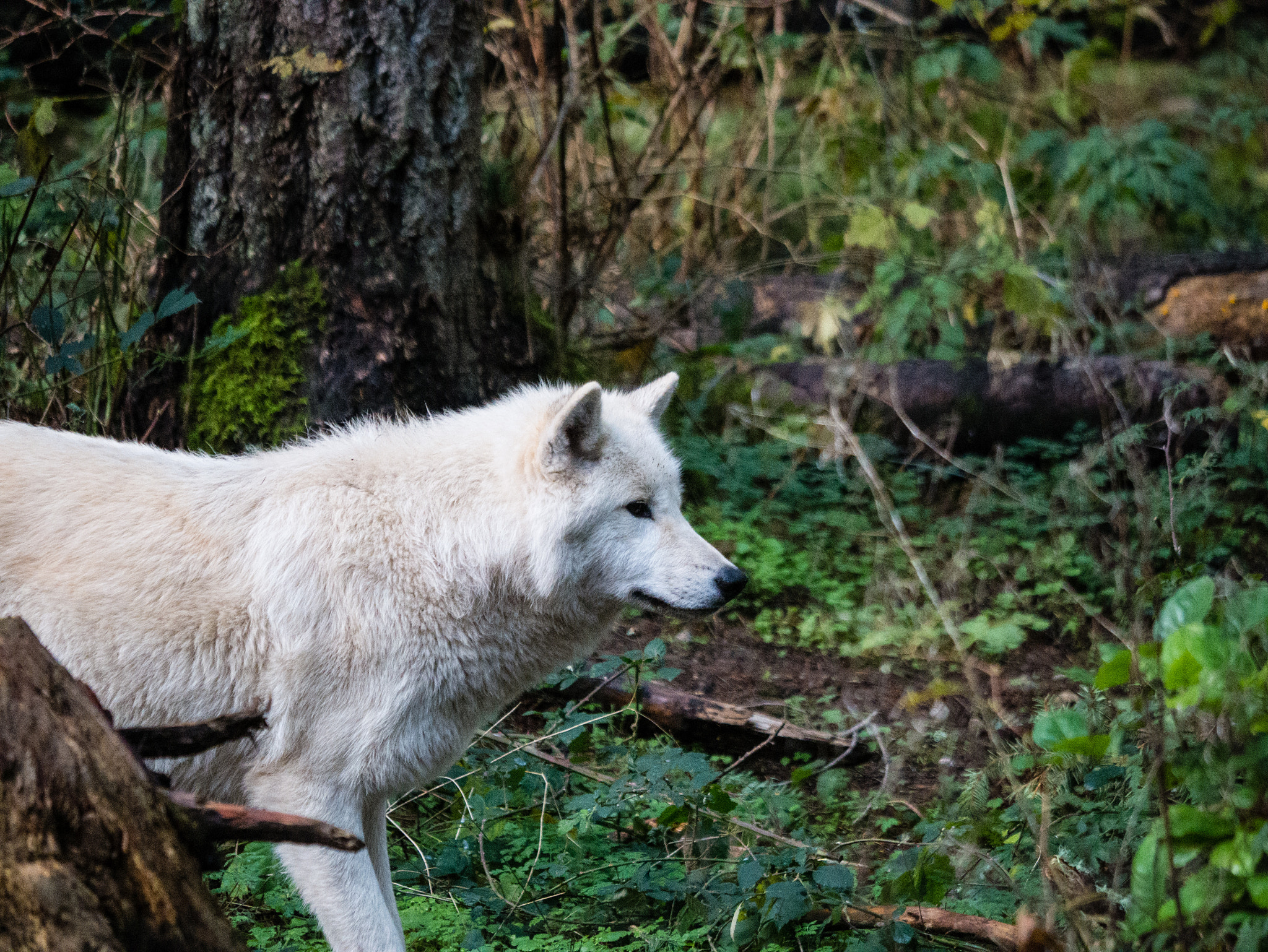 Panasonic Lumix DMC-GX7 sample photo. Wolf photography