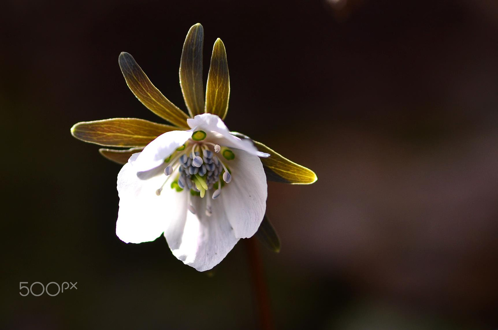 Nikon D7000 + AF Micro-Nikkor 105mm f/2.8 sample photo. Lights in february-blooming flower photography