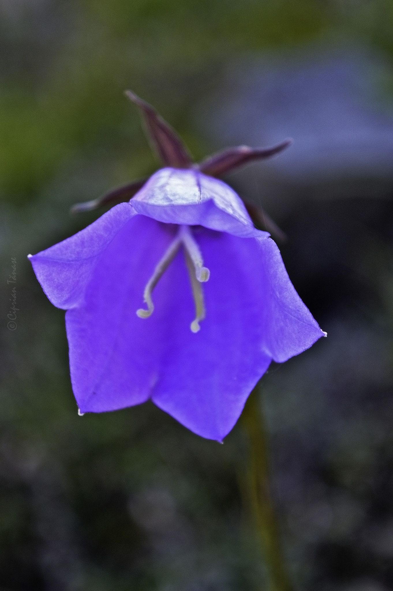 AF Zoom-Nikkor 35-70mm f/2.8 sample photo. Blue bell photography