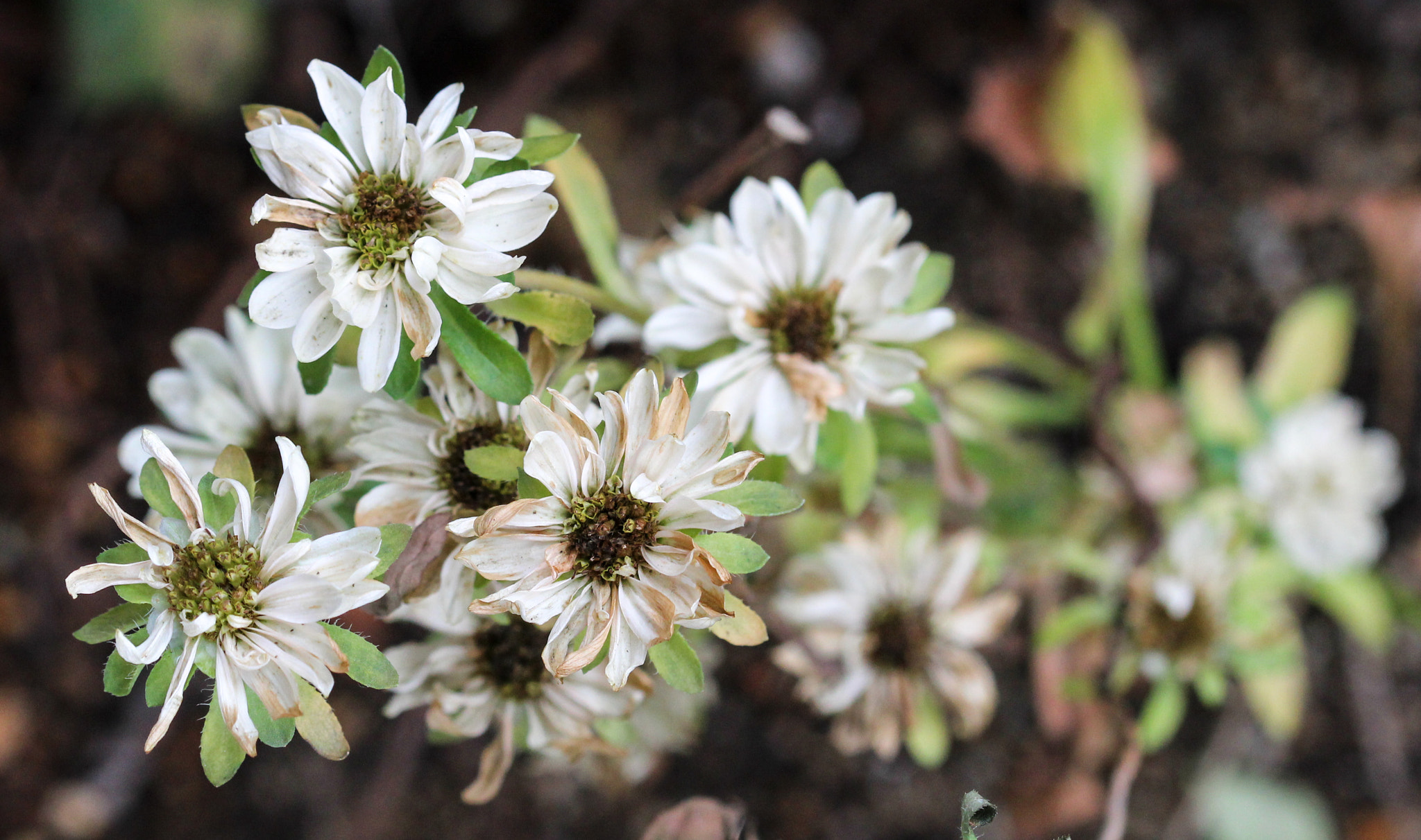 Sigma 105mm F2.8 EX DG OS HSM sample photo. Last bouquet photography