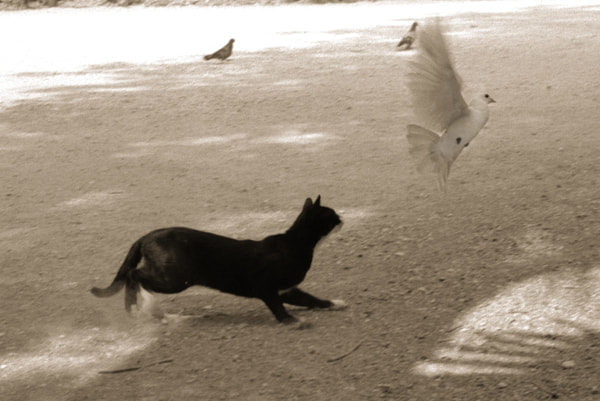 'Cat amongst the Pigeons' - Athens