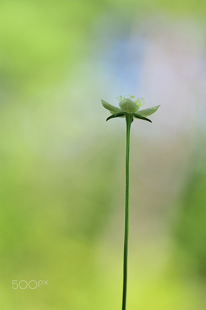 Nikon D3 + AF Micro-Nikkor 105mm f/2.8 sample photo. An autumn flower standing alone photography