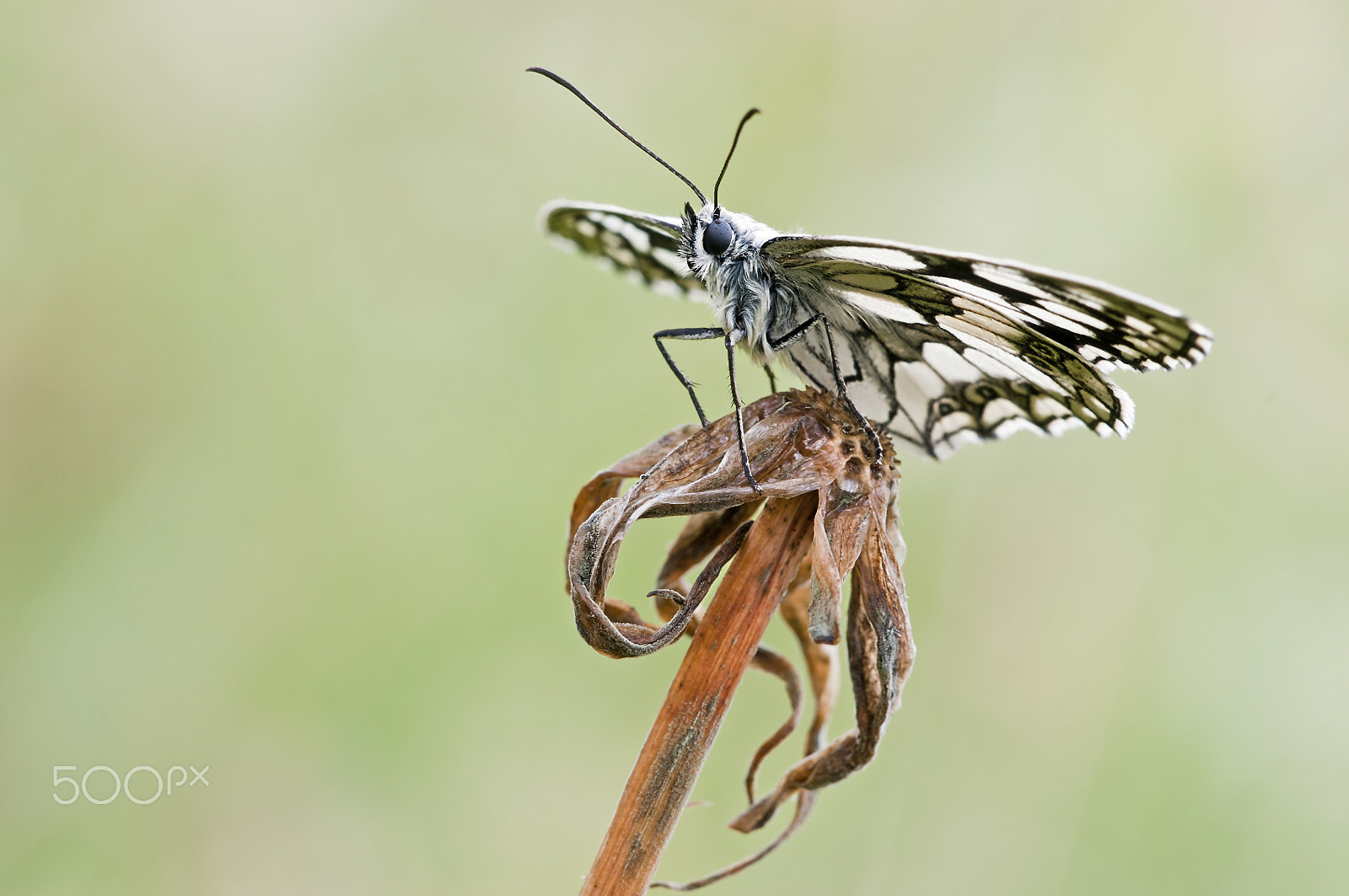 Sigma 150mm F2.8 EX DG Macro HSM sample photo. Marbled white (melanargia galathea) photography