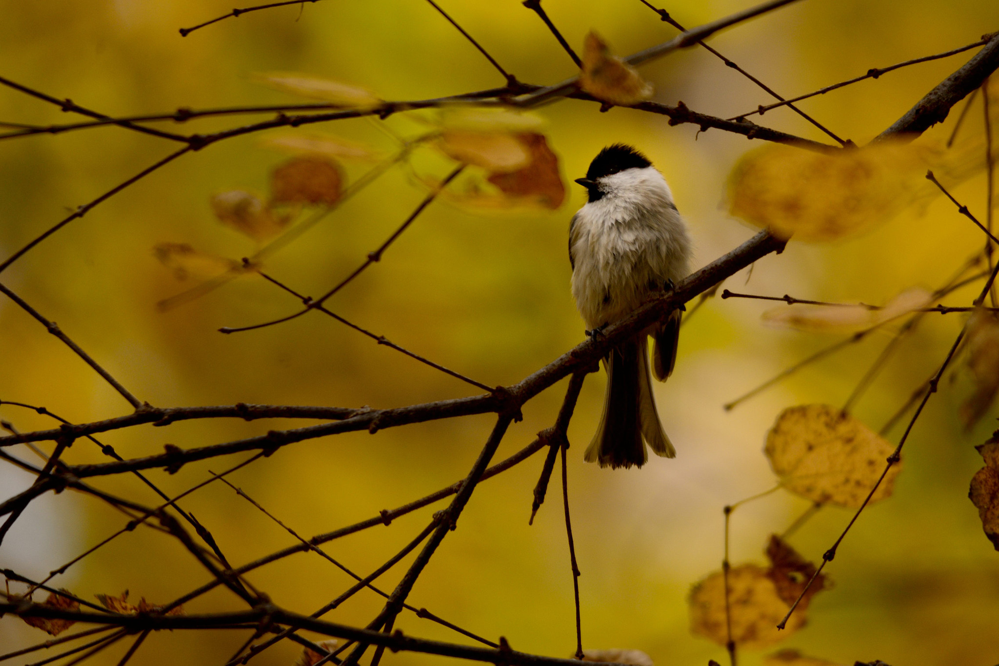 Sigma 120-400mm F4.5-5.6 DG OS HSM sample photo. With colored leaves… photography
