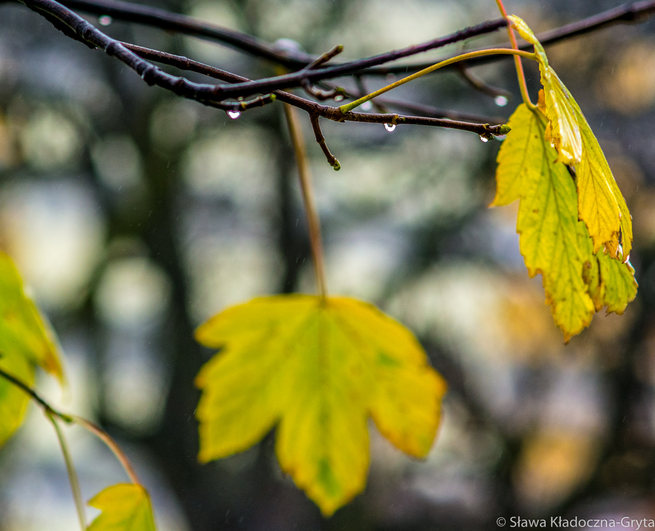 Nikon D7100 + AF Zoom-Nikkor 70-210mm f/4 sample photo. Autumn photography