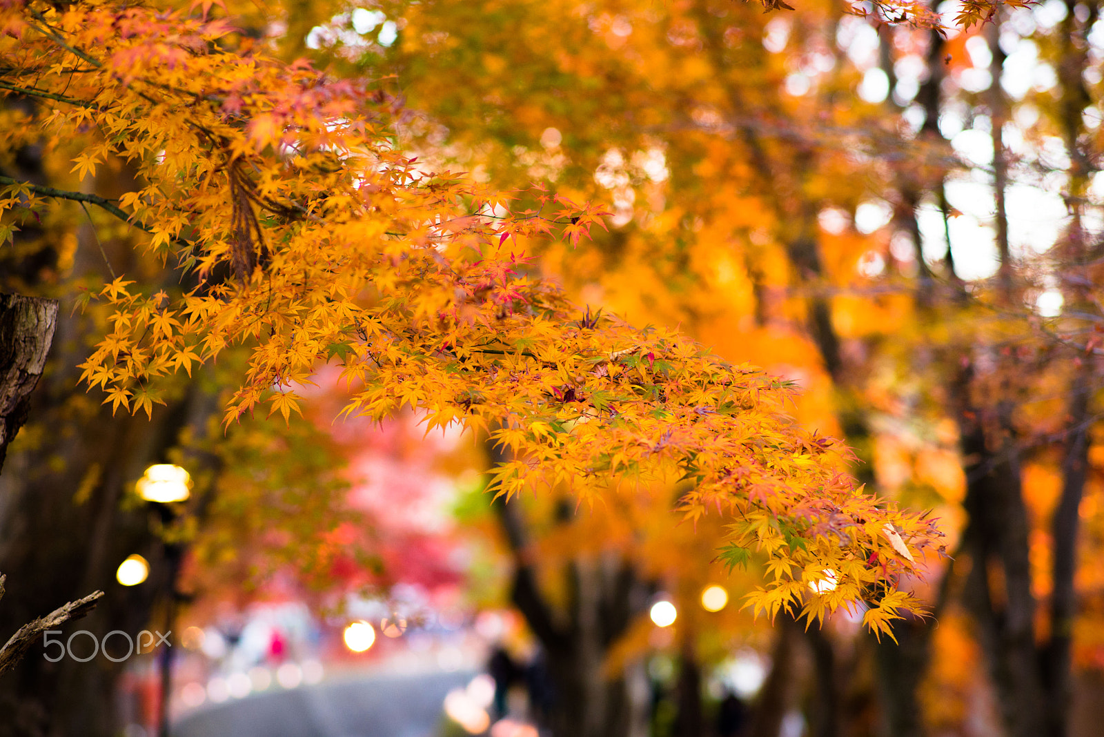 ZEISS Planar T* 85mm F1.4 sample photo. Autumn colours photography