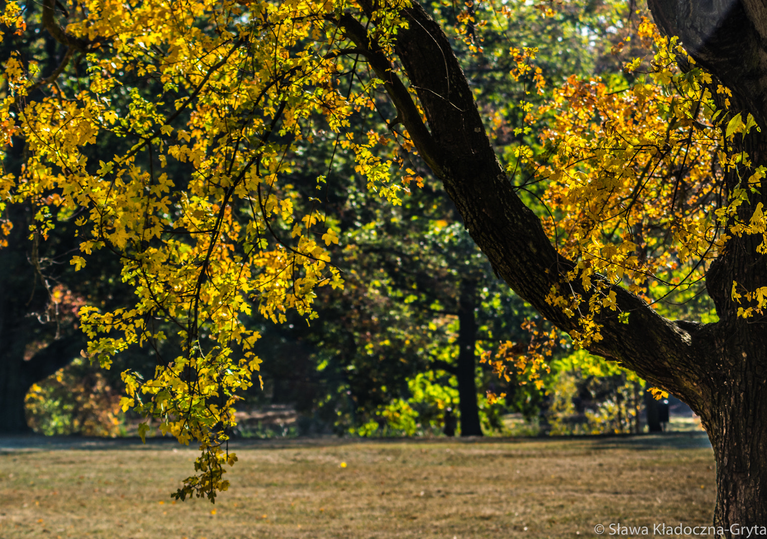 Nikon D7100 + AF Zoom-Nikkor 70-210mm f/4 sample photo. Park photography