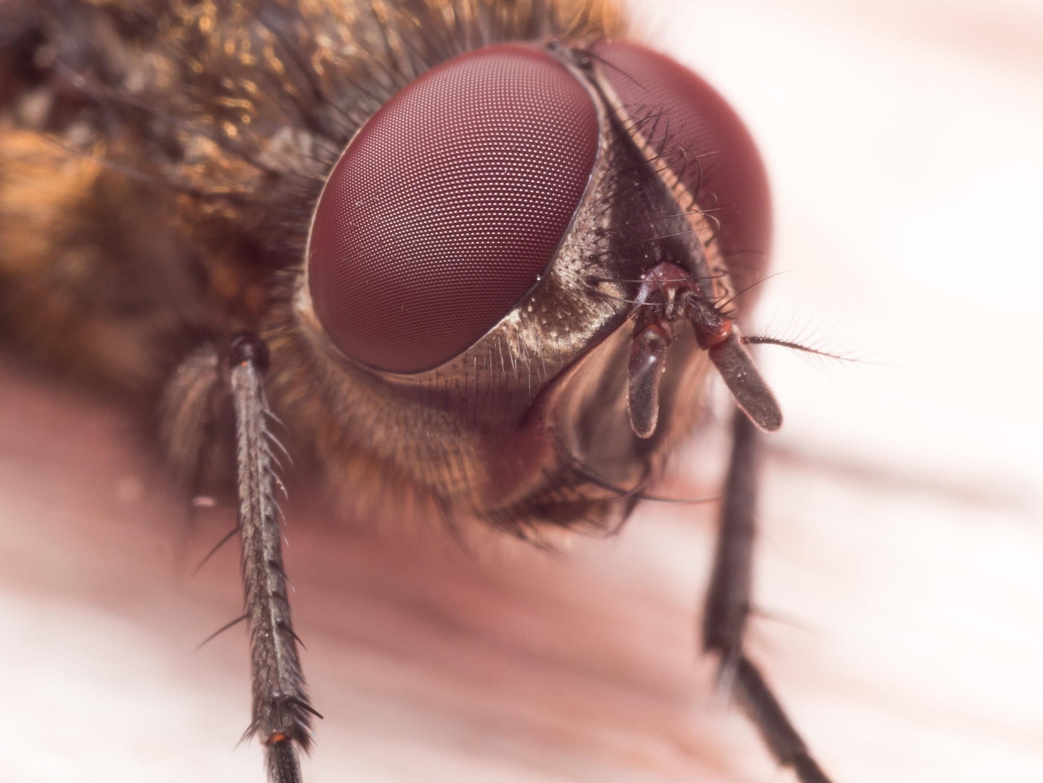 Olympus M.Zuiko Digital ED 60mm F2.8 Macro sample photo. Extreme close up portrait of brown house fly with dark red compound eyes photography