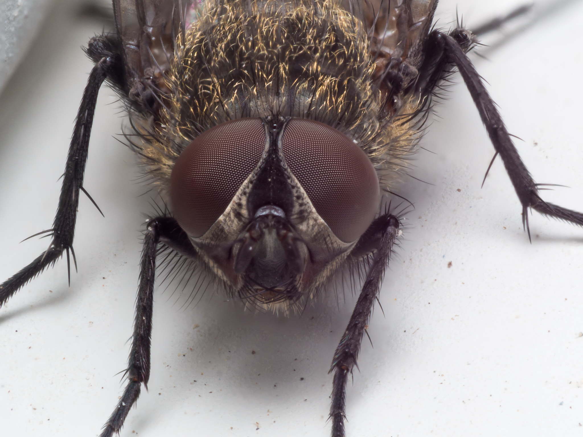 Olympus M.Zuiko Digital ED 60mm F2.8 Macro sample photo. Extreme close up portrait of brown house fly with dark red compound eyes photography