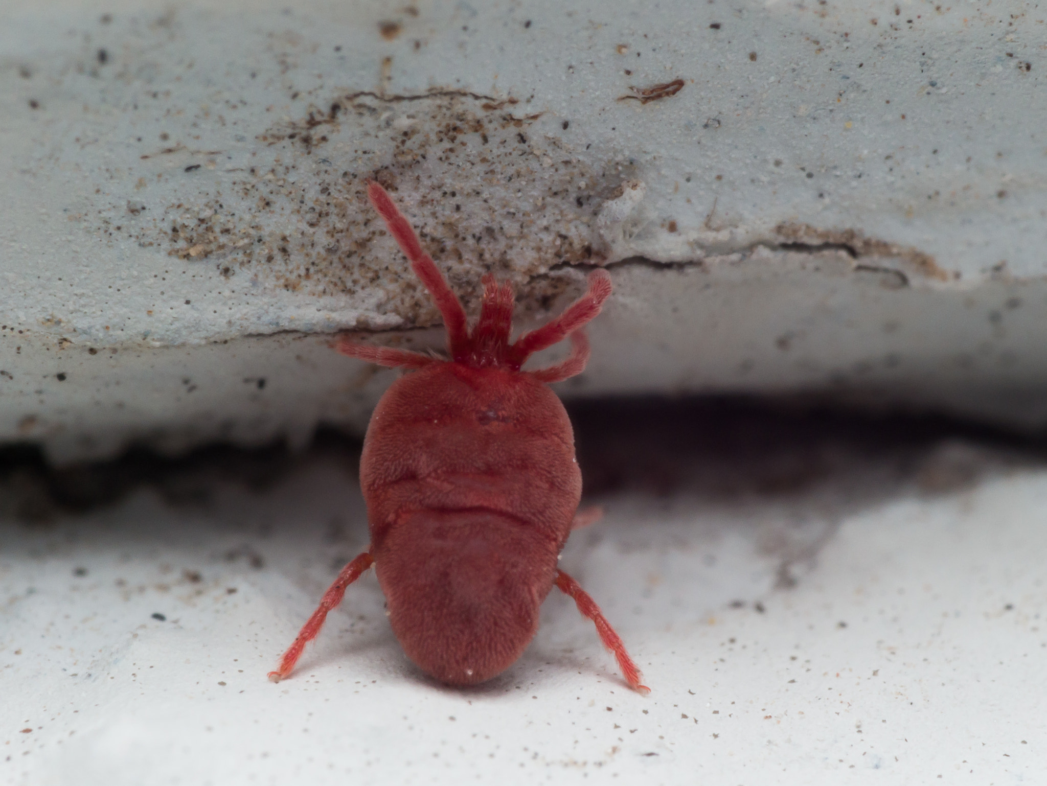 Olympus M.Zuiko Digital ED 60mm F2.8 Macro sample photo. Fluffy red velvet mite crawls on white surface photography