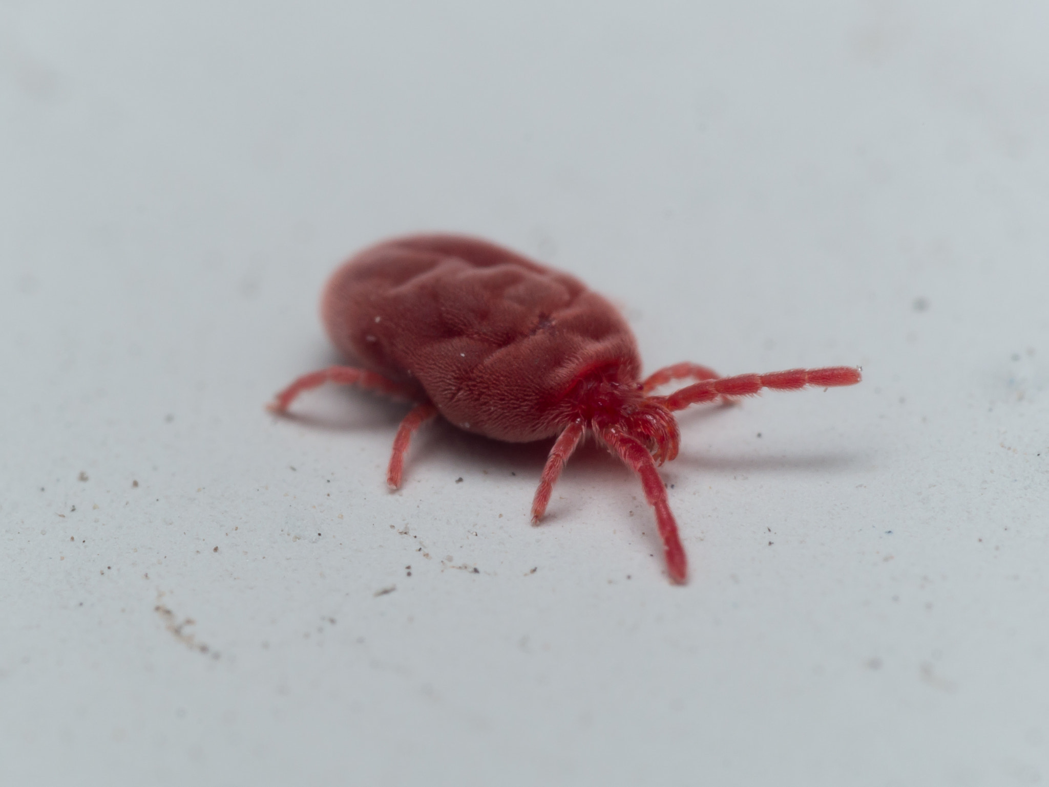 Olympus M.Zuiko Digital ED 60mm F2.8 Macro sample photo. Fluffy red velvet mite crawls on white surface photography