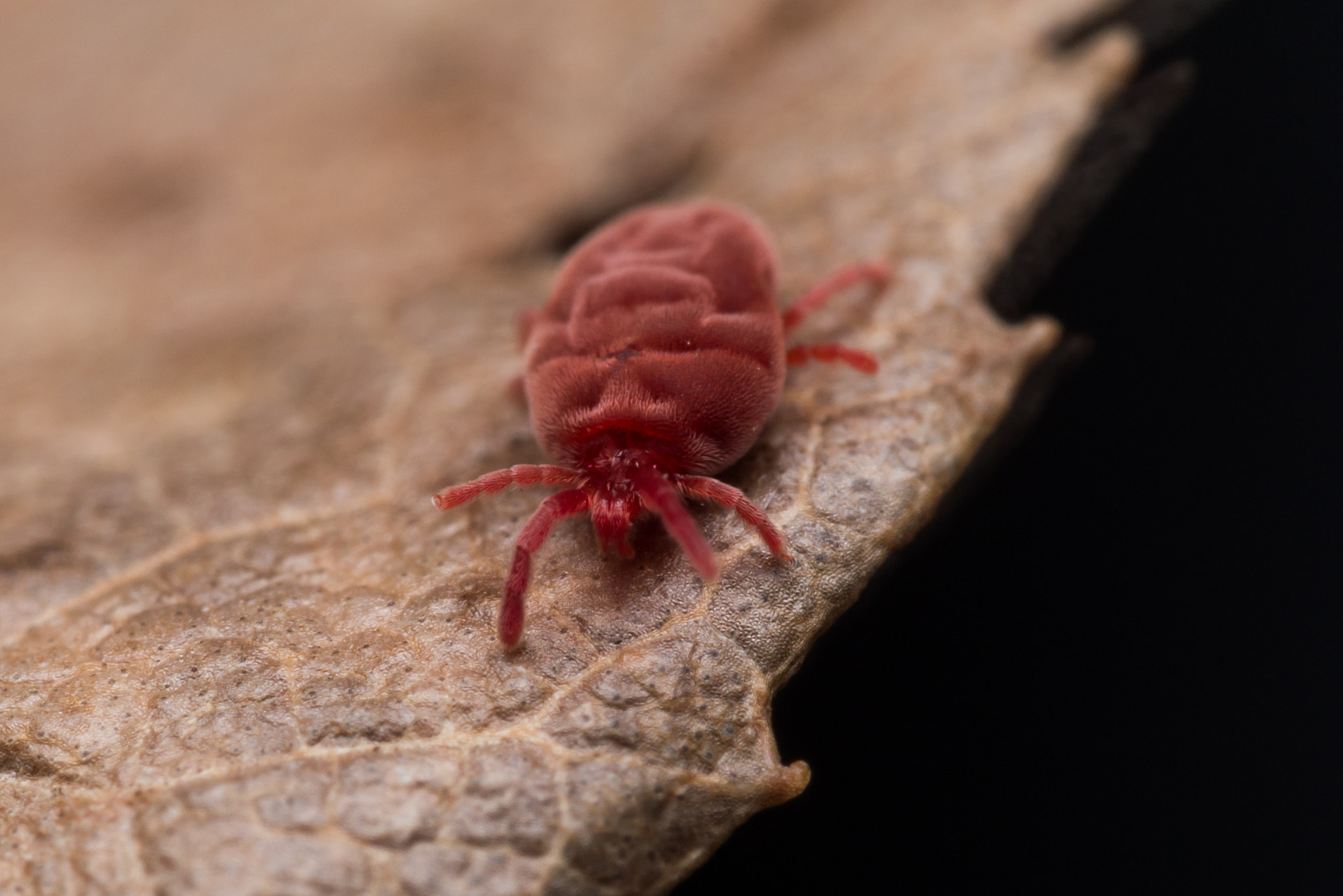 Olympus M.Zuiko Digital ED 60mm F2.8 Macro sample photo. Fluffy red velvet mite crawls on brown leaf photography