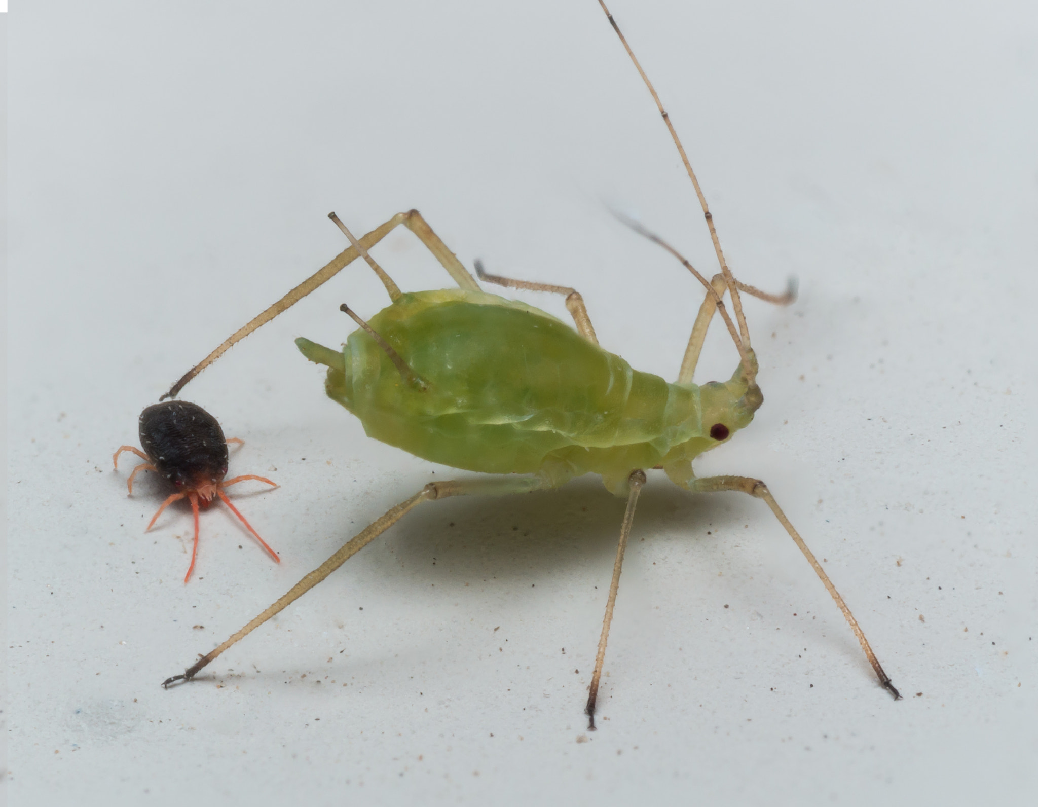Olympus M.Zuiko Digital ED 60mm F2.8 Macro sample photo. Red clover mite and green aphid on white surface photography