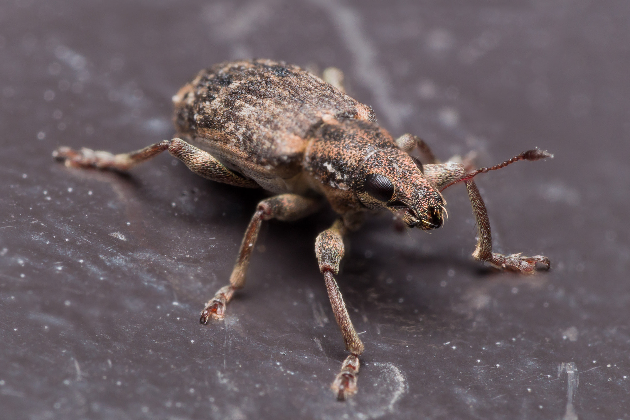 Olympus M.Zuiko Digital ED 60mm F2.8 Macro sample photo. Brown weevil on black surface photography