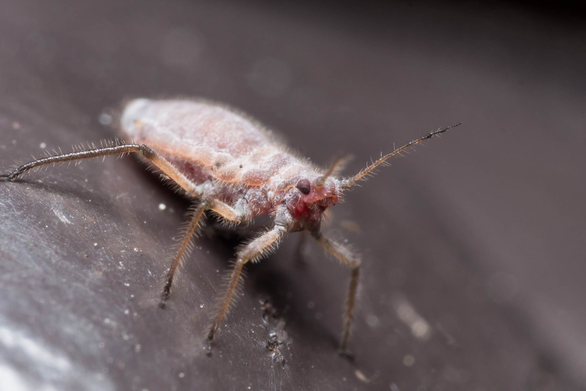 Olympus M.Zuiko Digital ED 60mm F2.8 Macro sample photo. Red and white aphid on black surface photography