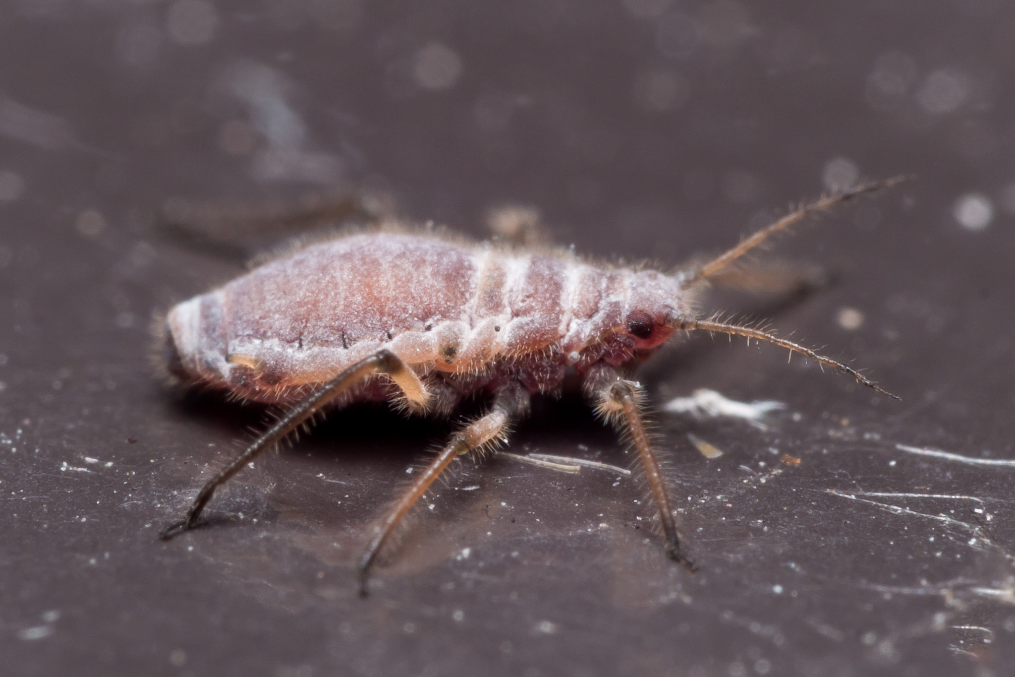 Olympus M.Zuiko Digital ED 60mm F2.8 Macro sample photo. Red and white aphid on black surface photography