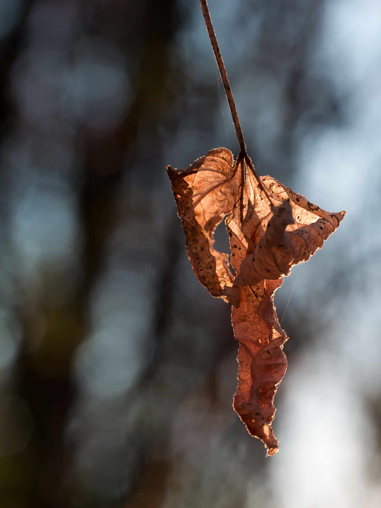 Olympus M.Zuiko Digital ED 60mm F2.8 Macro sample photo. Single withered brown leaf is lit by sunset photography