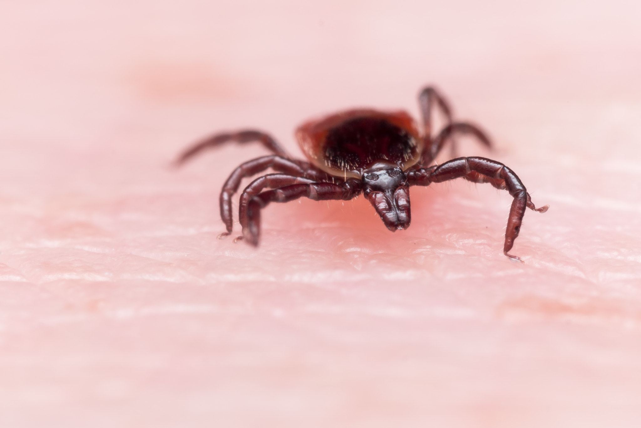 Olympus M.Zuiko Digital ED 60mm F2.8 Macro sample photo. Close up macro of deer tick crawling on skin photography