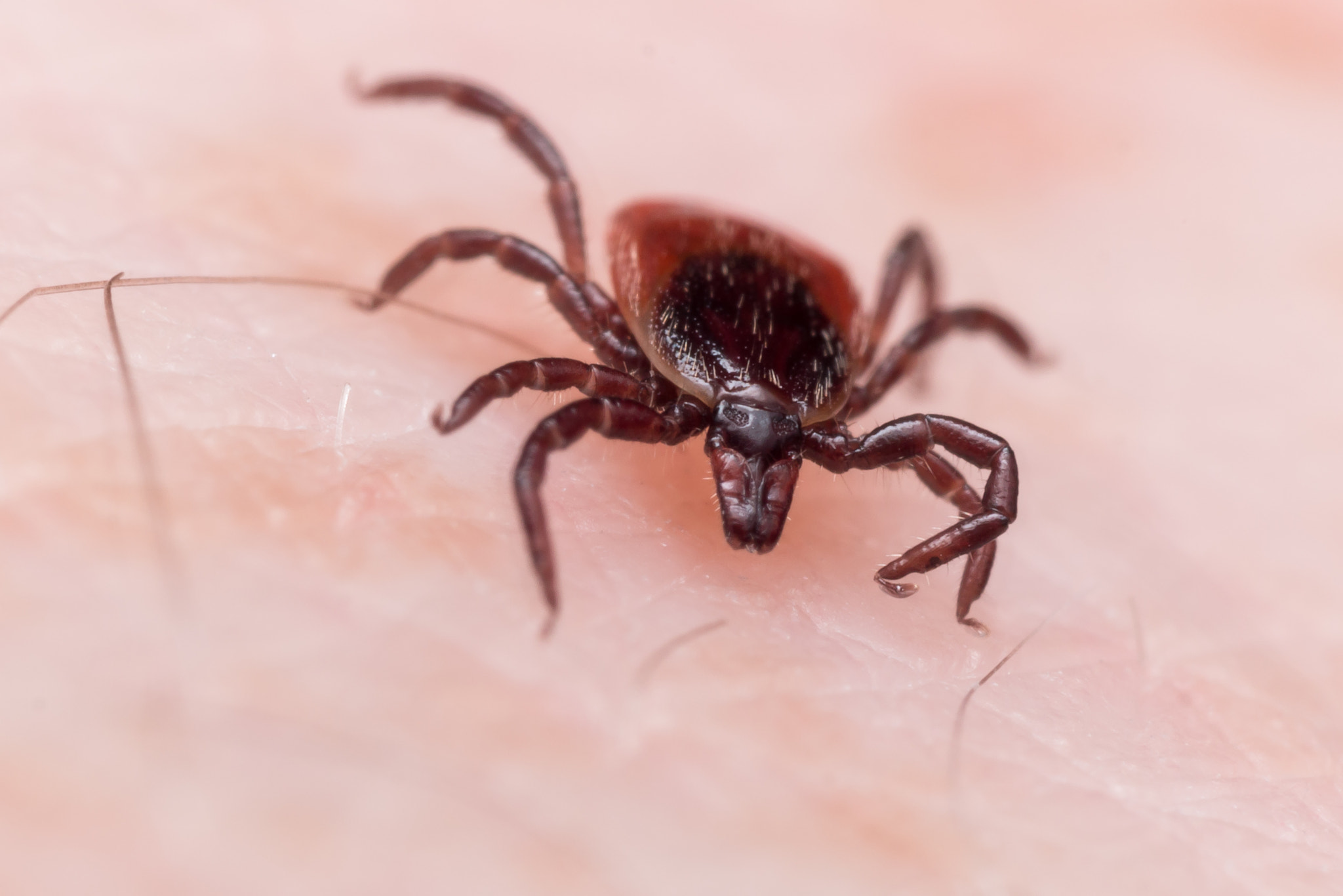 Olympus M.Zuiko Digital ED 60mm F2.8 Macro sample photo. Close up macro of deer tick crawling on skin photography