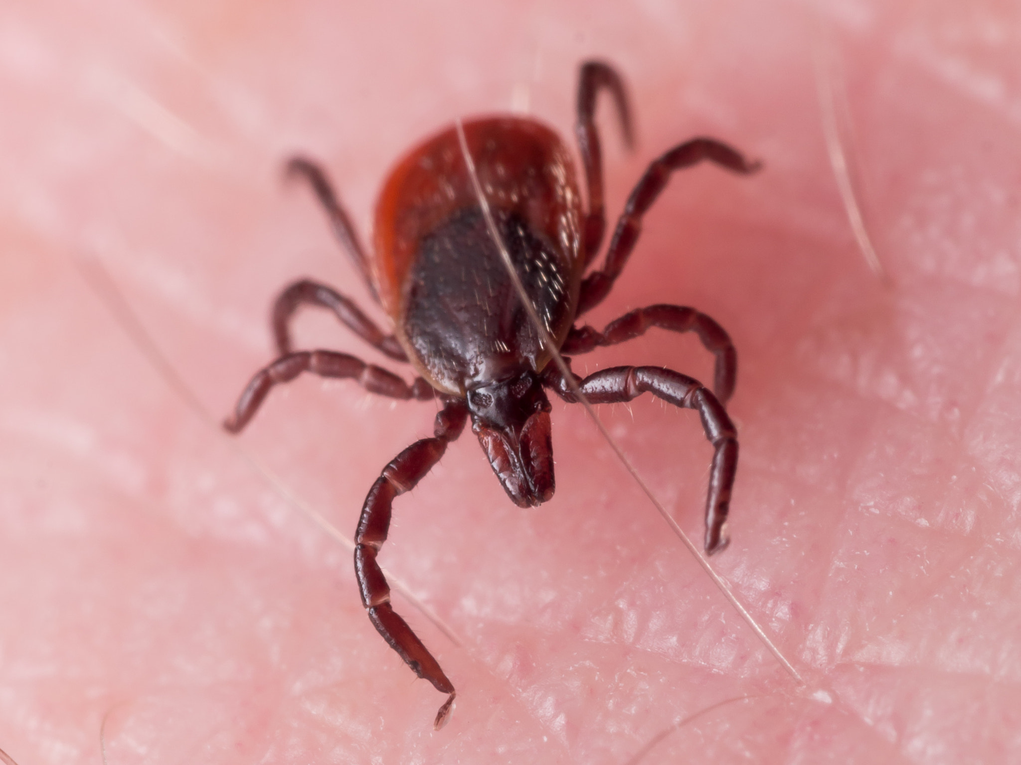 Olympus M.Zuiko Digital ED 60mm F2.8 Macro sample photo. Close up macro of deer tick crawling on skin photography