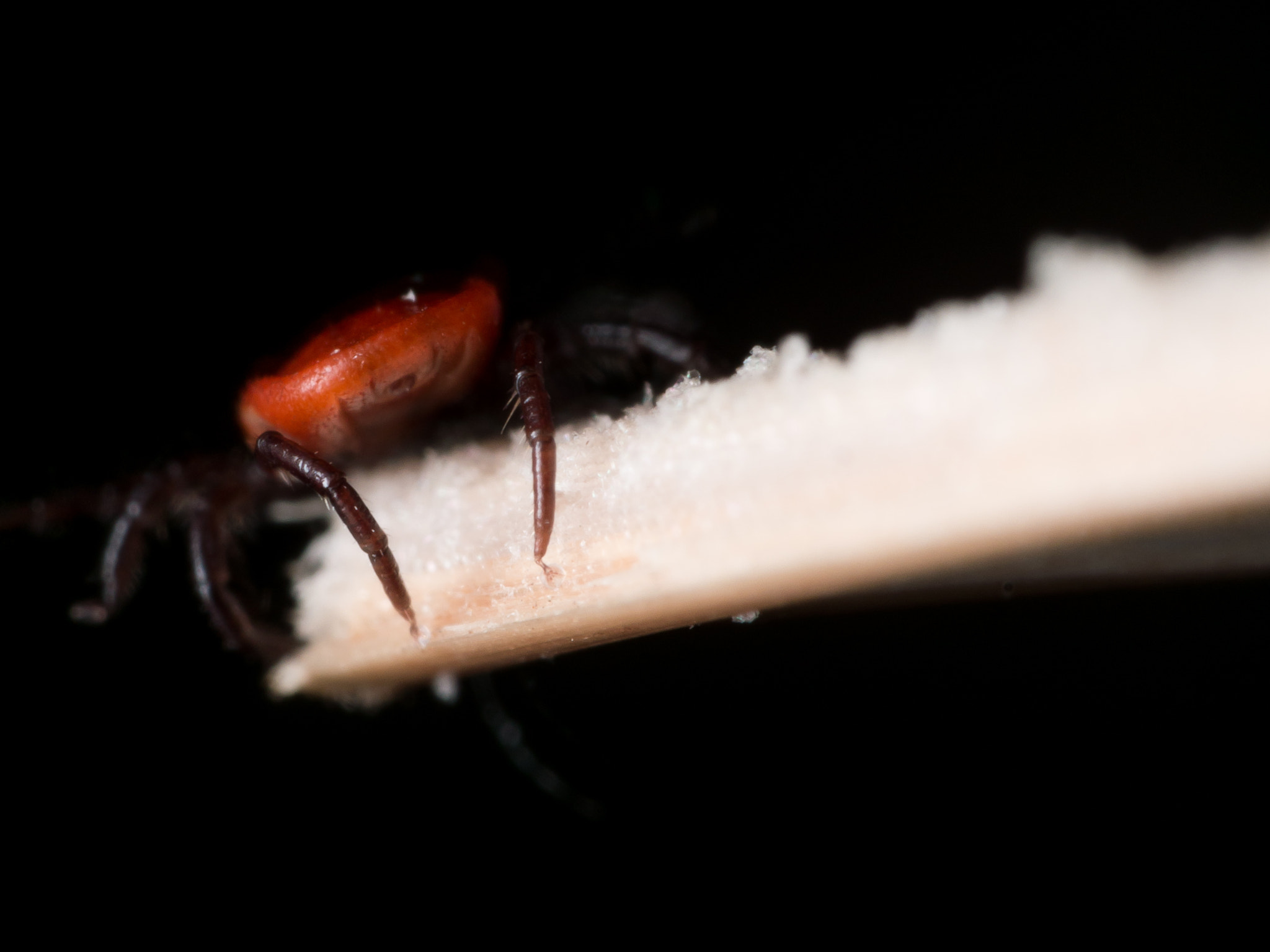 Olympus M.Zuiko Digital ED 60mm F2.8 Macro sample photo. Close up macro of deer tick crawling on straw photography
