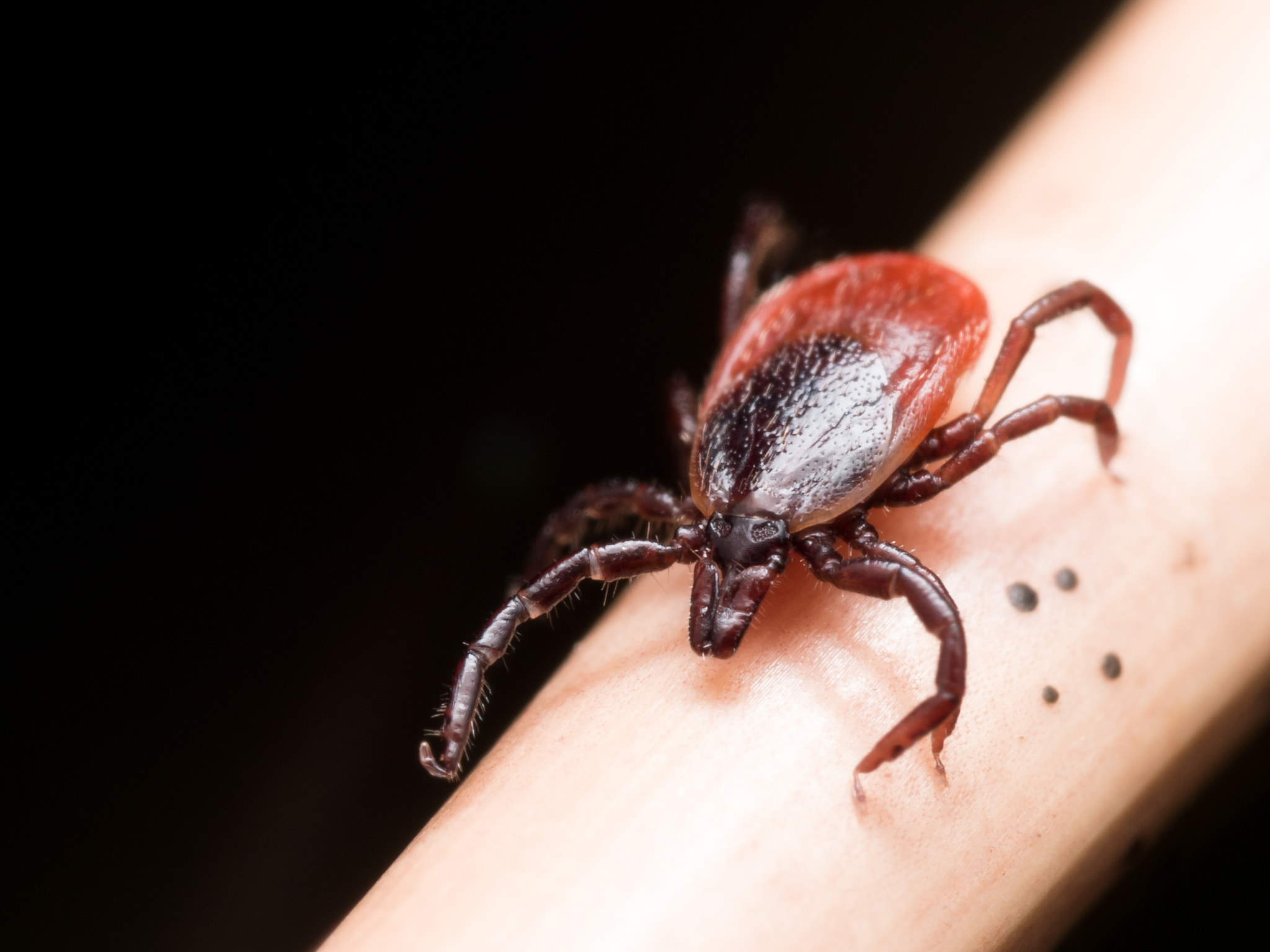 Olympus M.Zuiko Digital ED 60mm F2.8 Macro sample photo. Close up macro of deer tick crawling on straw photography