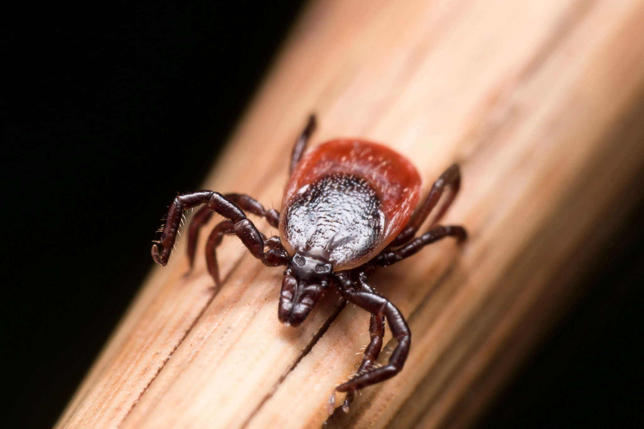 Olympus M.Zuiko Digital ED 60mm F2.8 Macro sample photo. Close up macro of deer tick crawling on straw photography