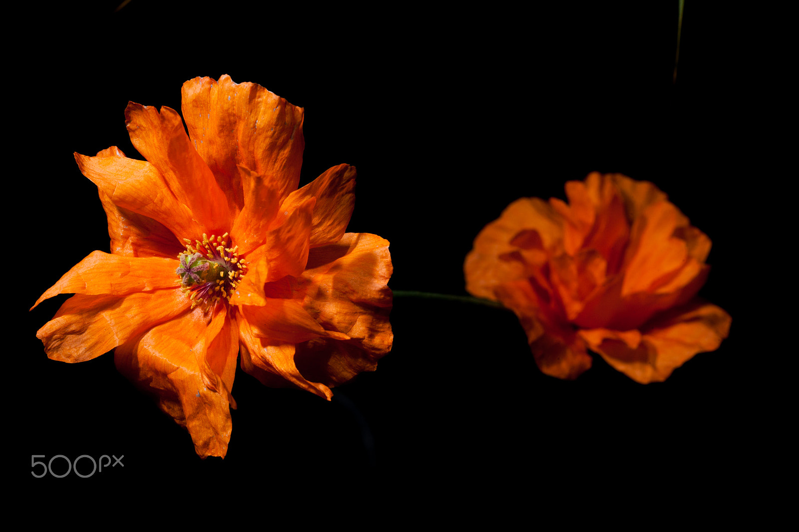 Canon EOS 5D Mark II + Sigma 105mm F2.8 EX DG OS HSM sample photo. Autumn, orange poppies (img_9892.jpg) photography