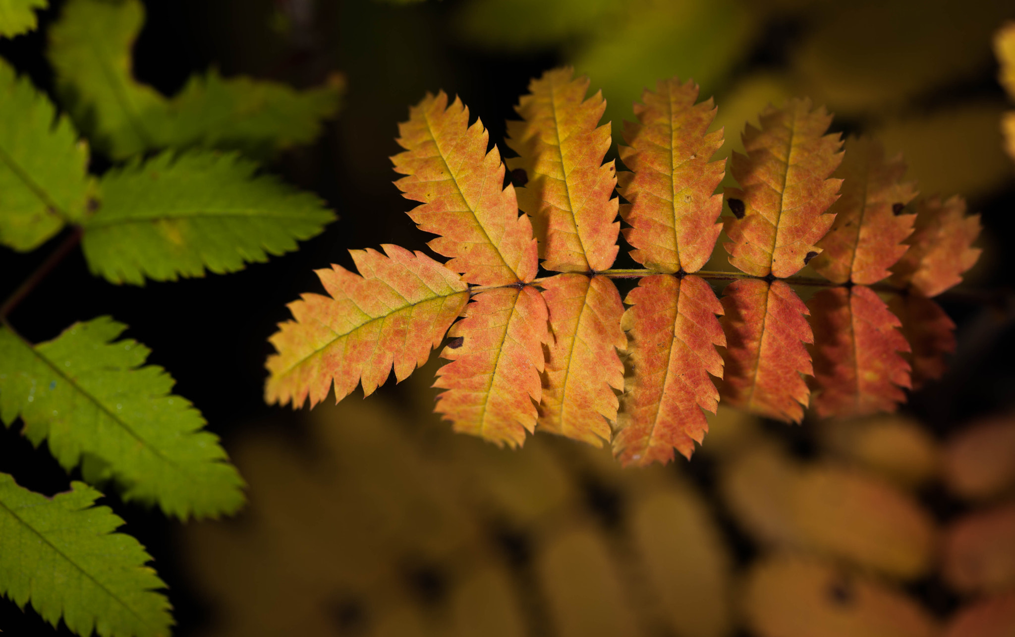 Sigma 105mm F2.8 EX DG OS HSM sample photo. Autumn leaves (img_9856.jpg) photography