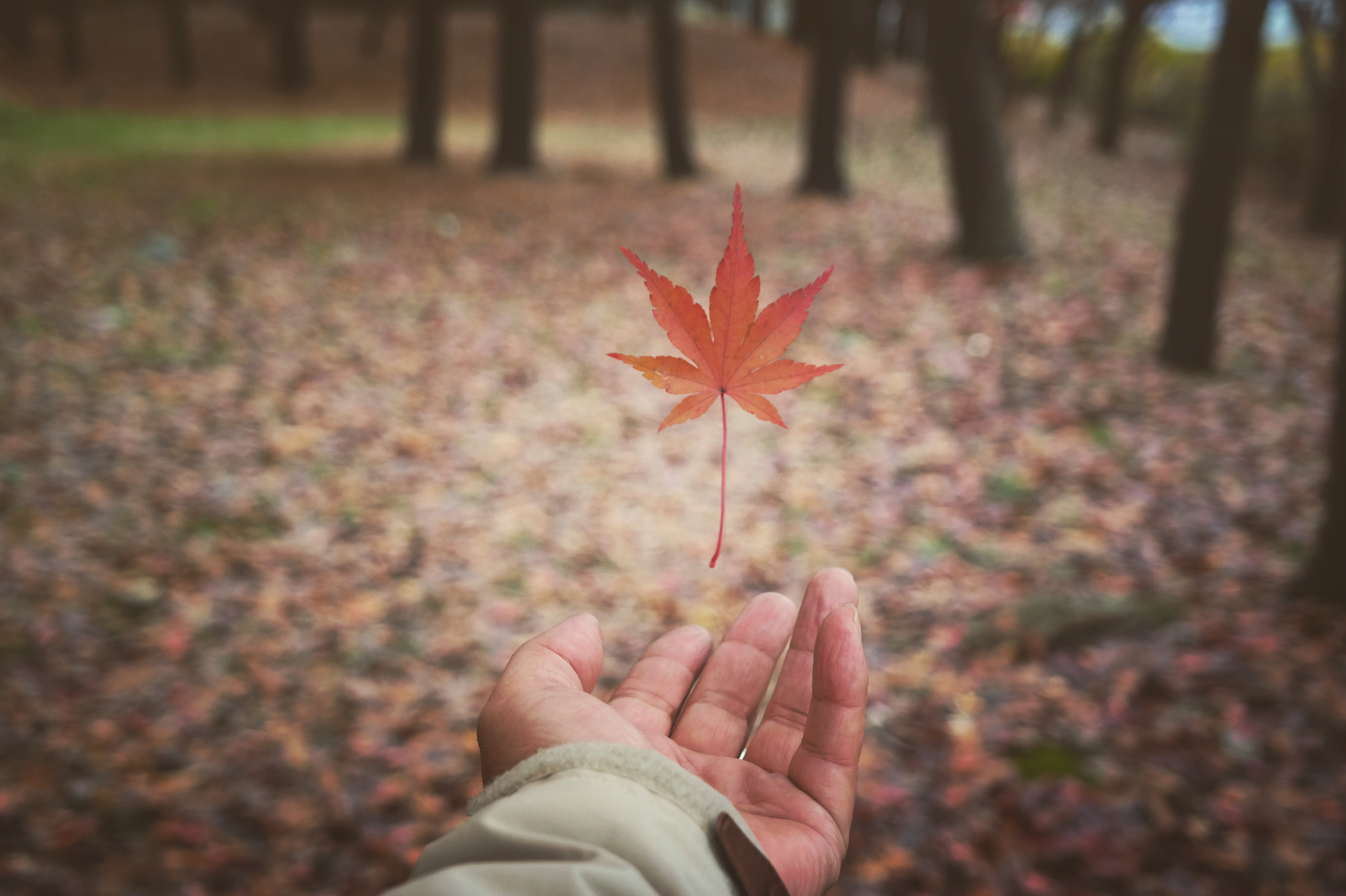 Samsung EK-GN120 sample photo. Leaf photography