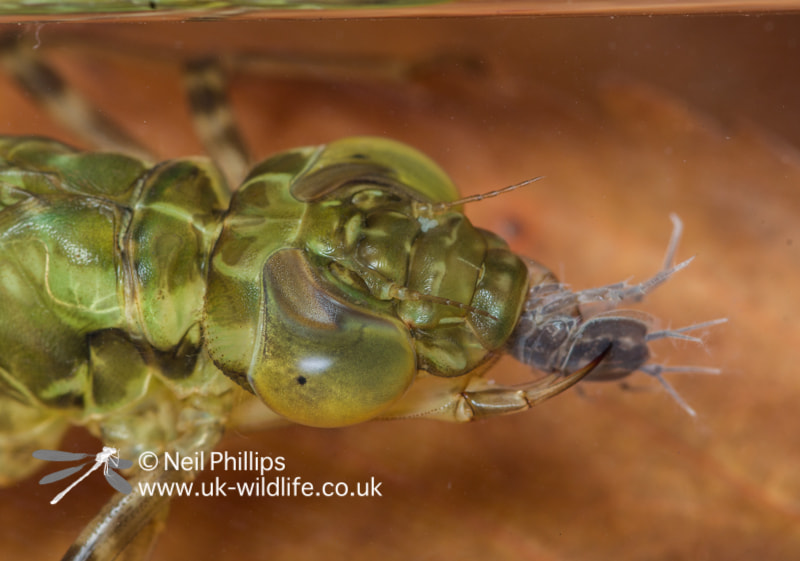 Pentax K-3 sample photo. Hawker dragonfly nymph eating a water louse photography