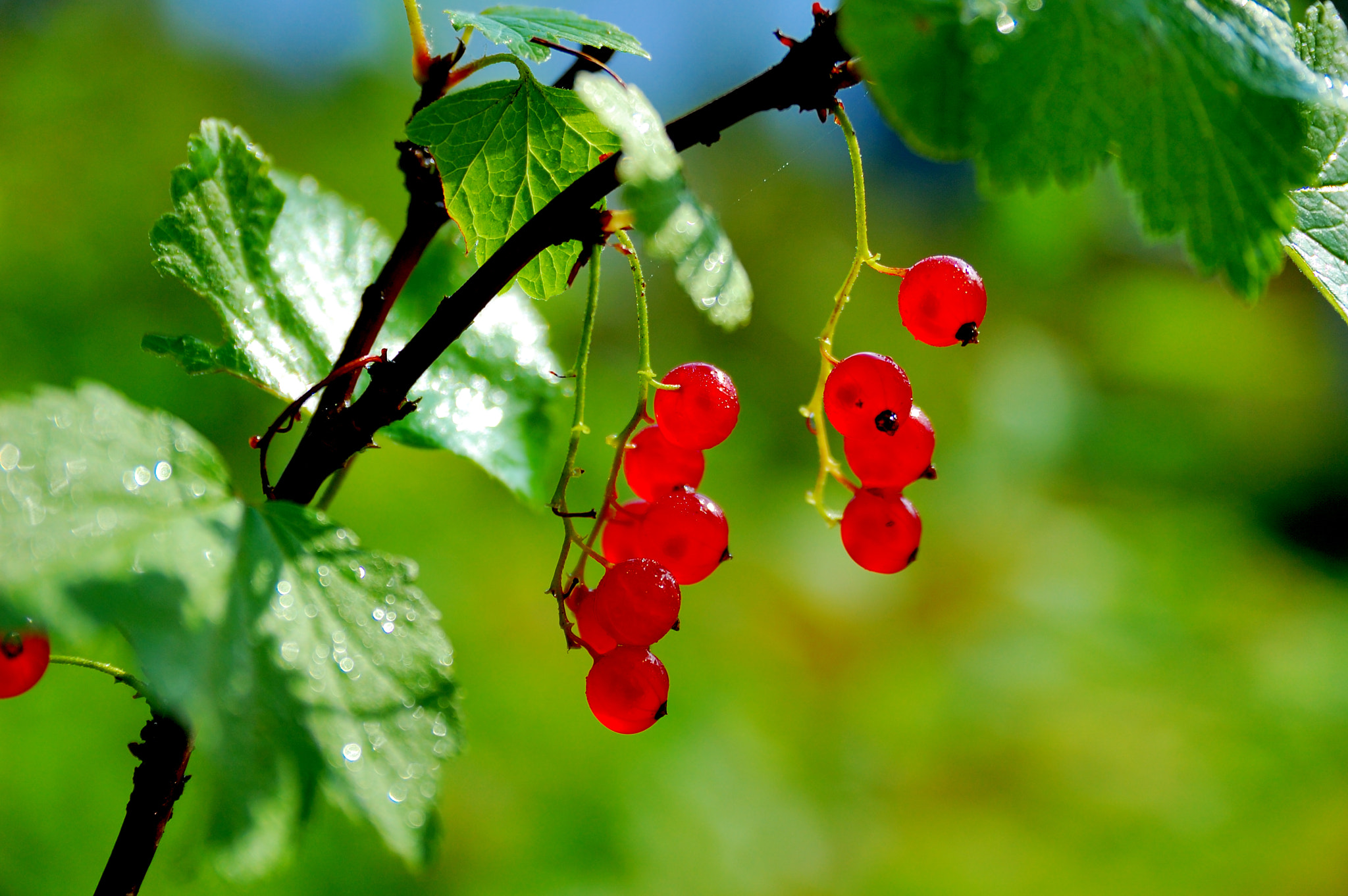 Sigma 18-50mm F2.8 EX DC Macro sample photo. Red currants ripe photography