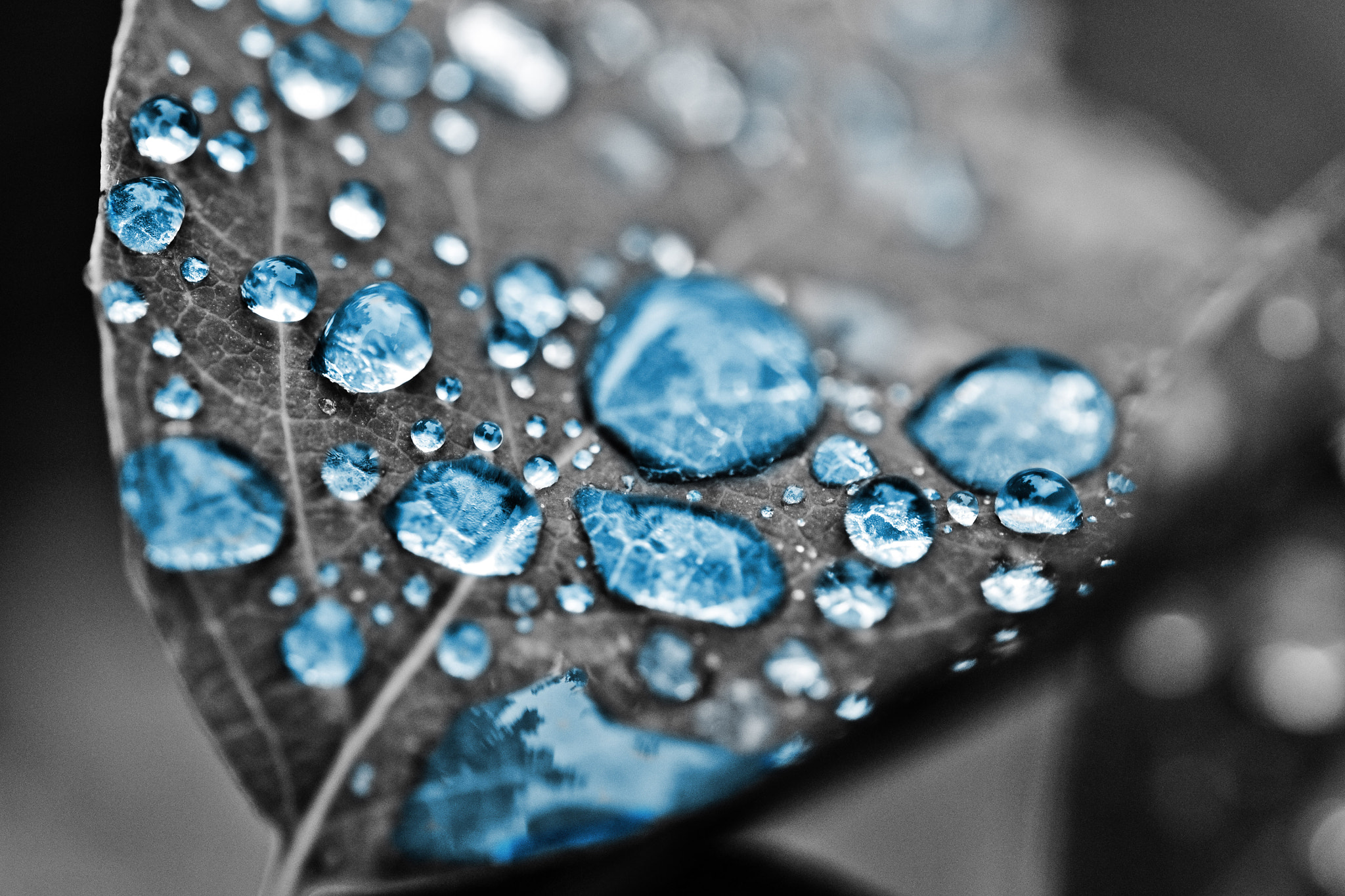 Nikon AF-S Micro-Nikkor 60mm F2.8G ED sample photo. Bluetastic photography