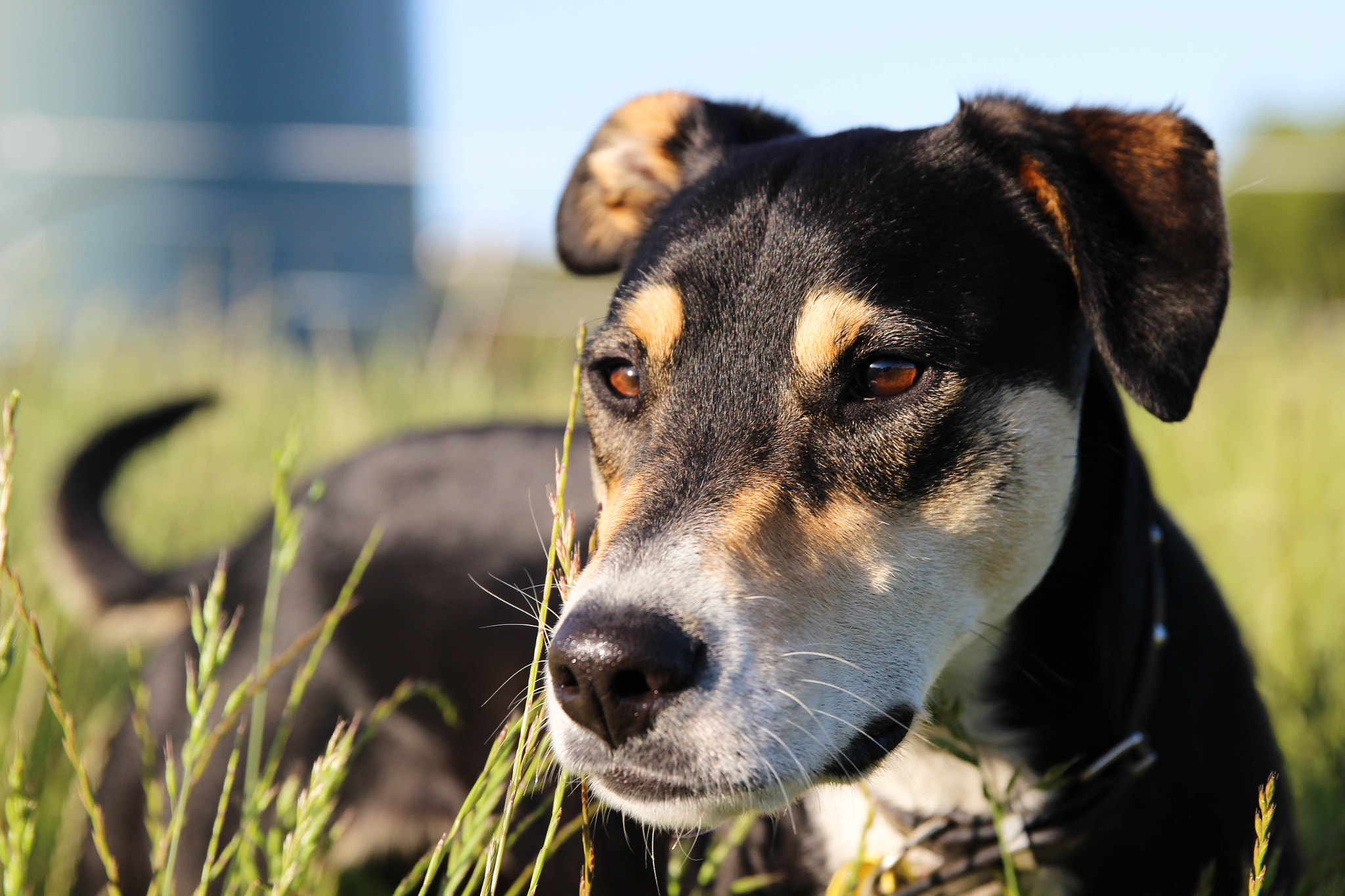 Canon EF 24-70mm F2.8L II USM sample photo. Charlie 2015 photography