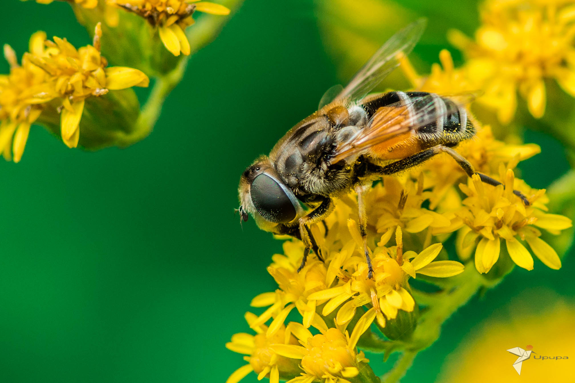 Nikon D800E + AF Micro-Nikkor 105mm f/2.8 sample photo. The bee photography