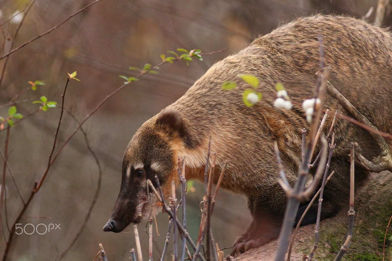 Canon EOS 100D (EOS Rebel SL1 / EOS Kiss X7) + Canon EF 300mm F4L IS USM sample photo. Ant-eater photography