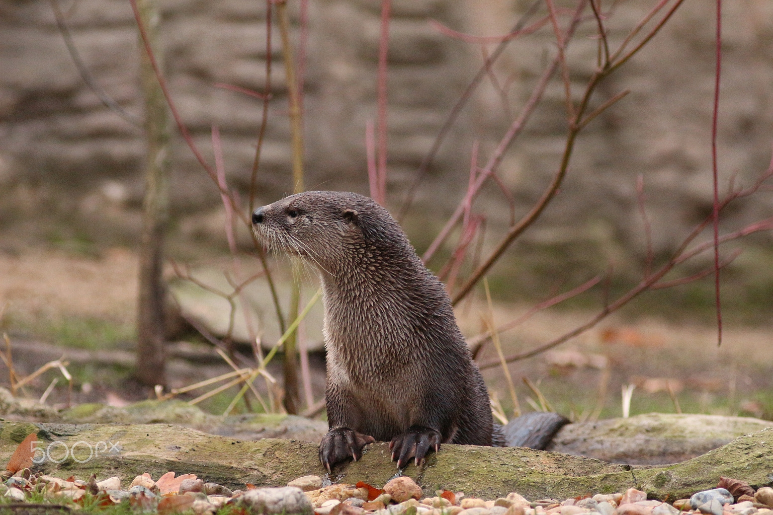 Canon EOS 100D (EOS Rebel SL1 / EOS Kiss X7) + Canon EF 300mm F4L IS USM sample photo. Otter photography
