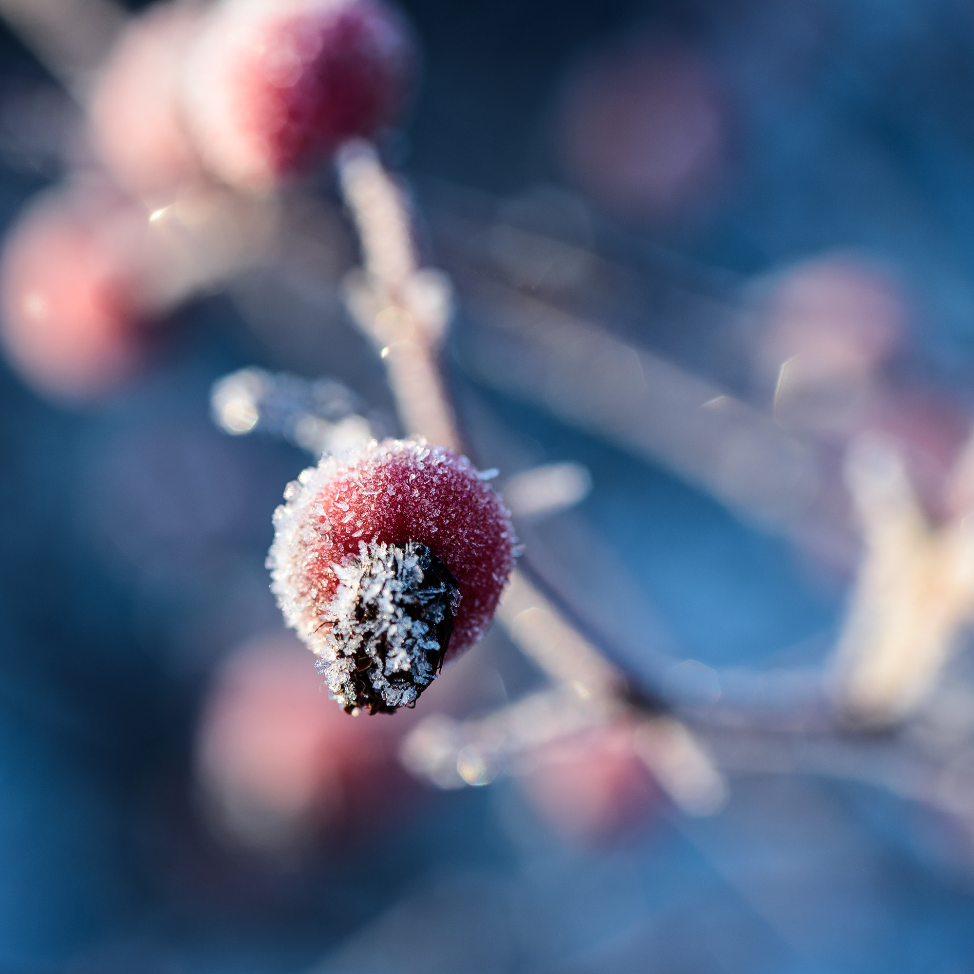 Nikon D750 + AF Micro-Nikkor 60mm f/2.8 sample photo. Frozen rose hip photography