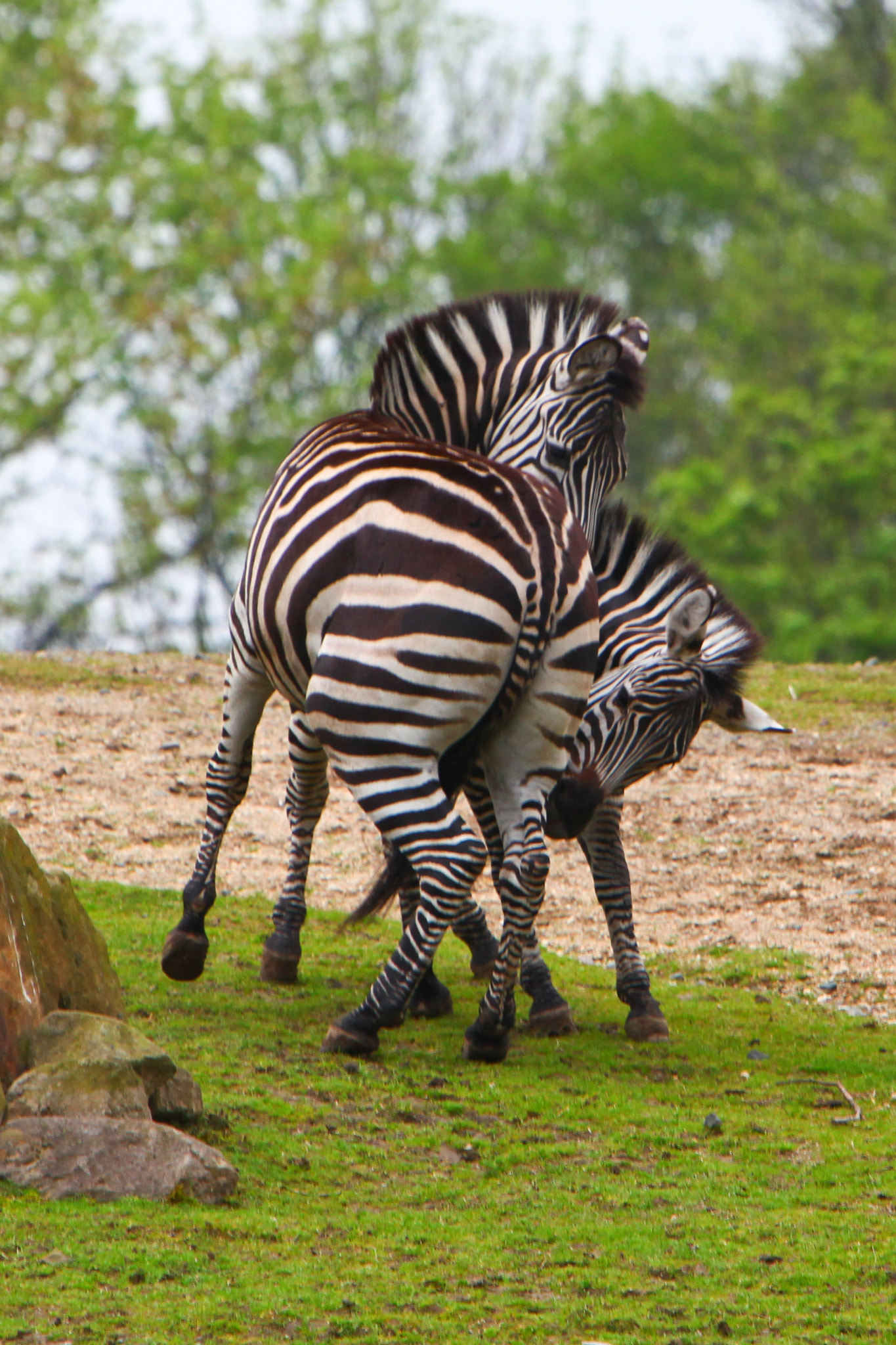 Canon EOS 5D Mark II + Canon EF 70-200mm F2.8L IS USM sample photo. Tanz der zebras photography