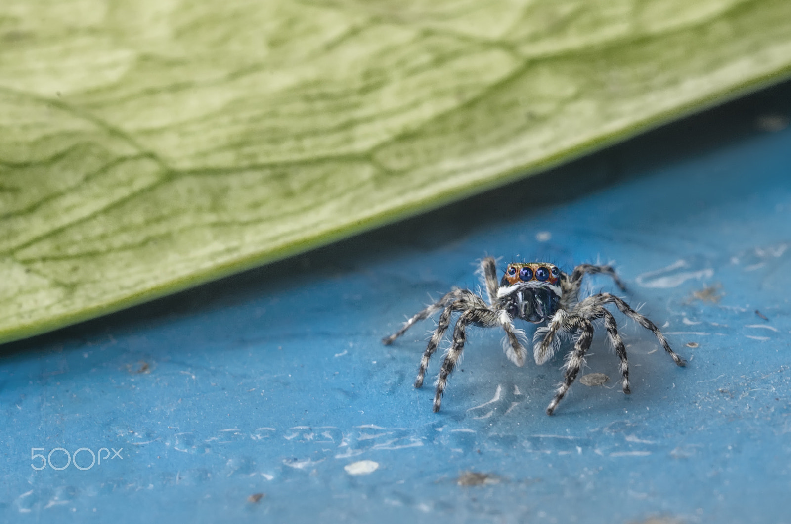 Nikon D7000 + AF Micro-Nikkor 60mm f/2.8 sample photo. Why you looking at me? photography