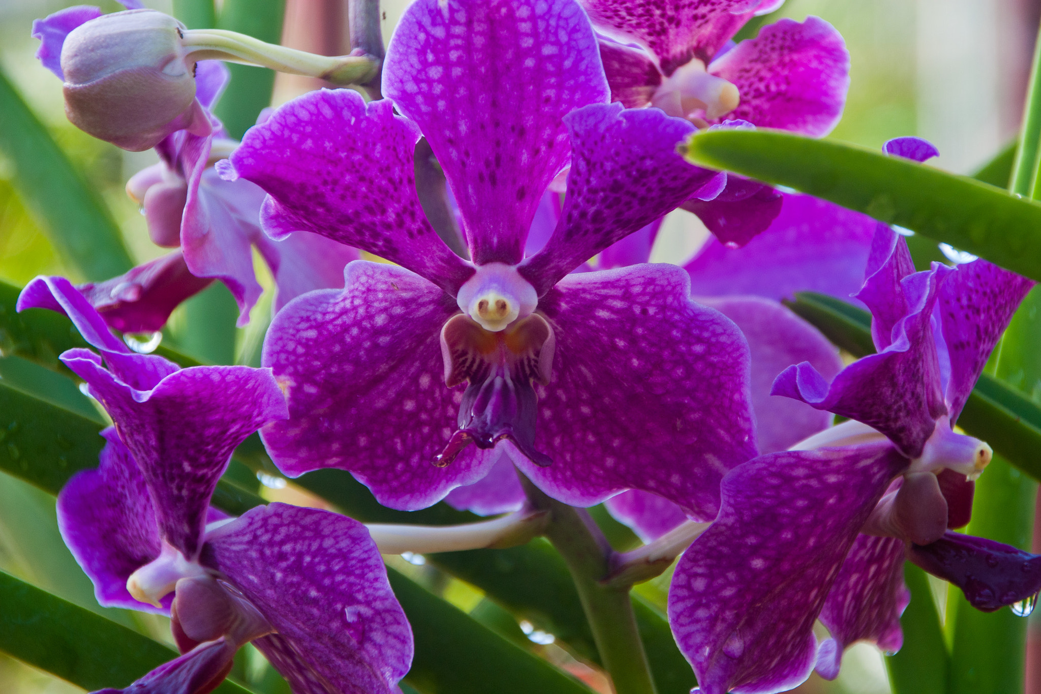 Sigma 18-250mm F3.5-6.3 DC OS HSM sample photo. Vanda adorya photography