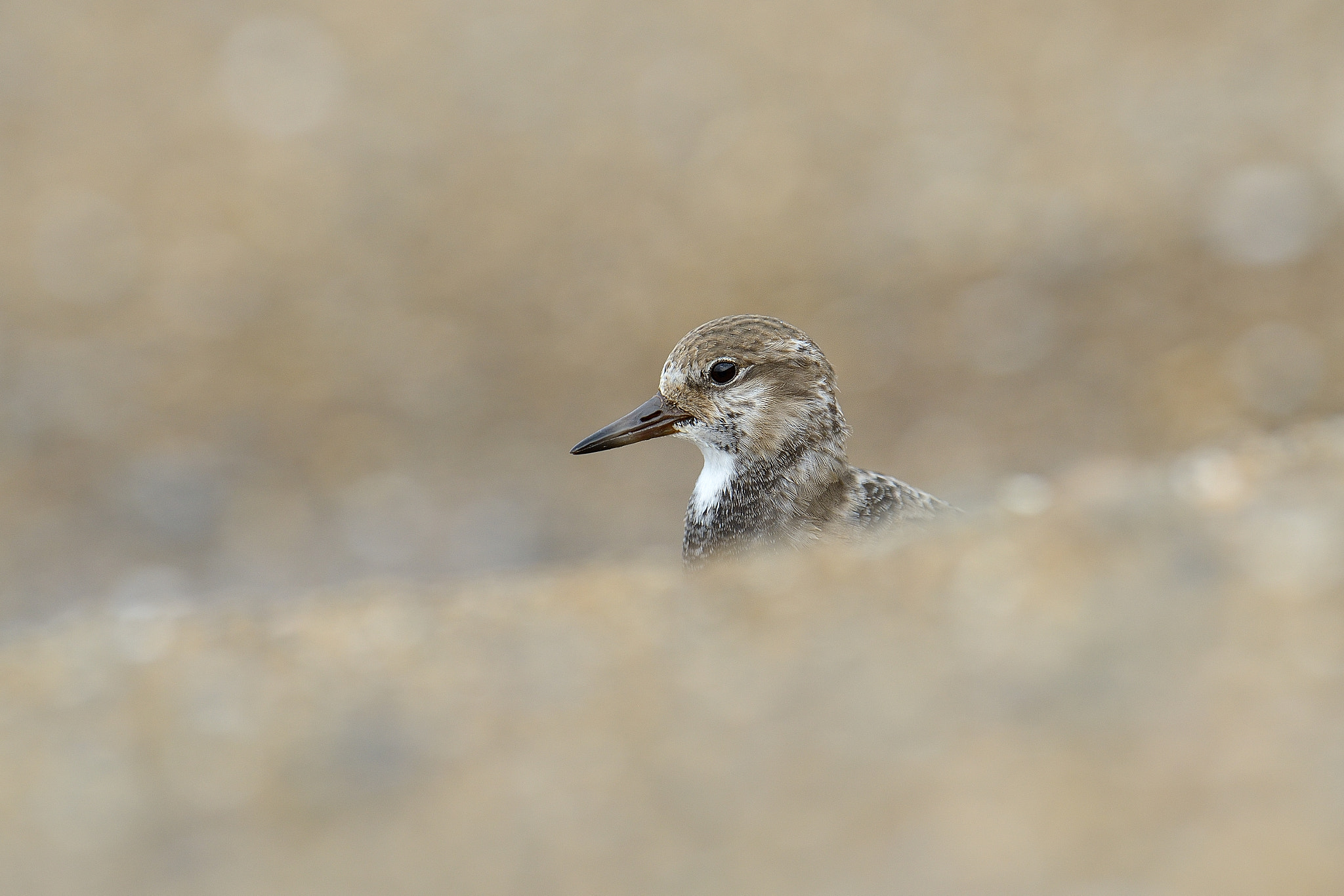 Nikon D800 + Nikon AF-S Nikkor 600mm F4G ED VR sample photo. Ruddy turnstone！ photography
